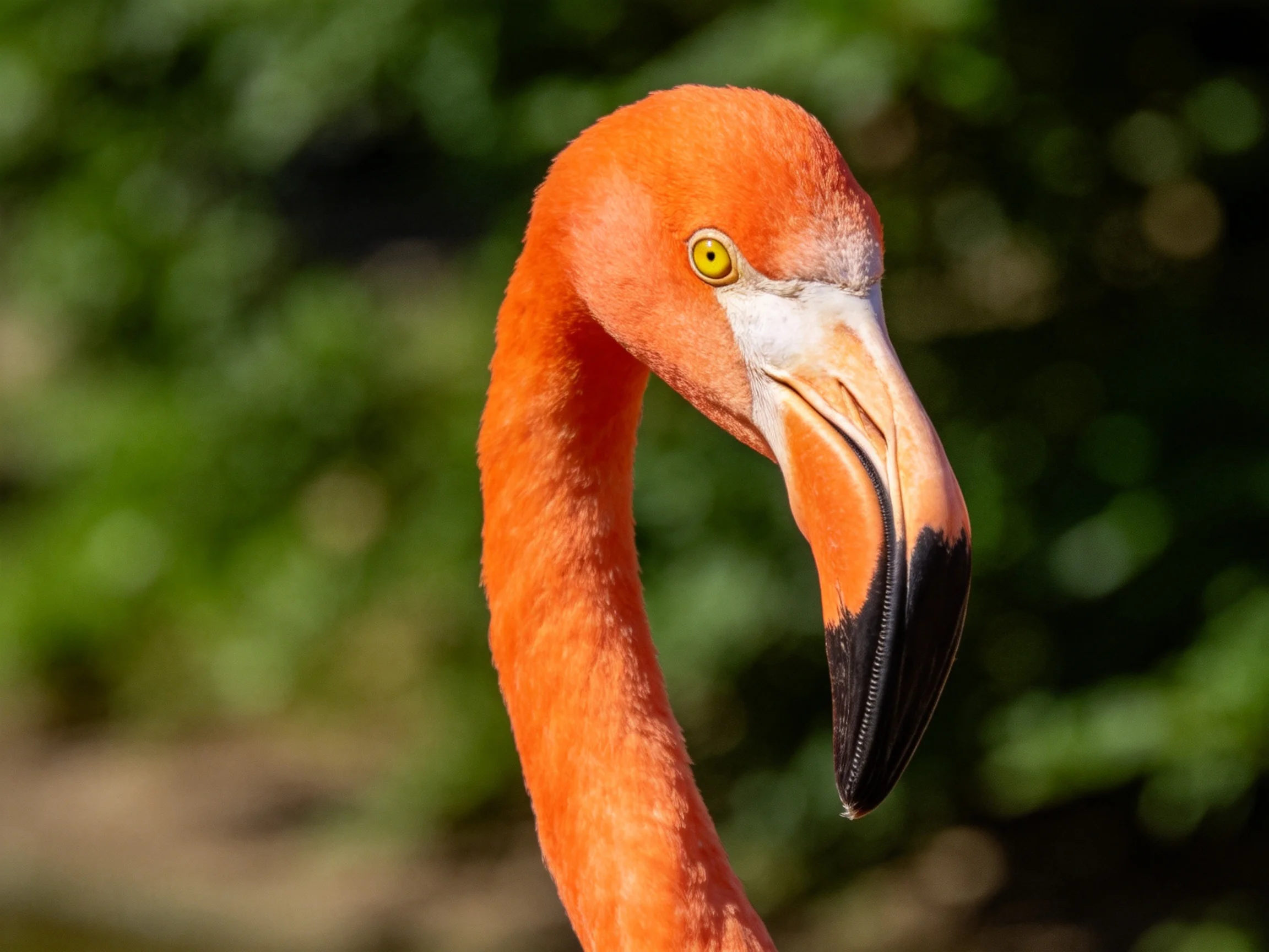 A vibrant orange flamingo with long curved neck and distinctive beak