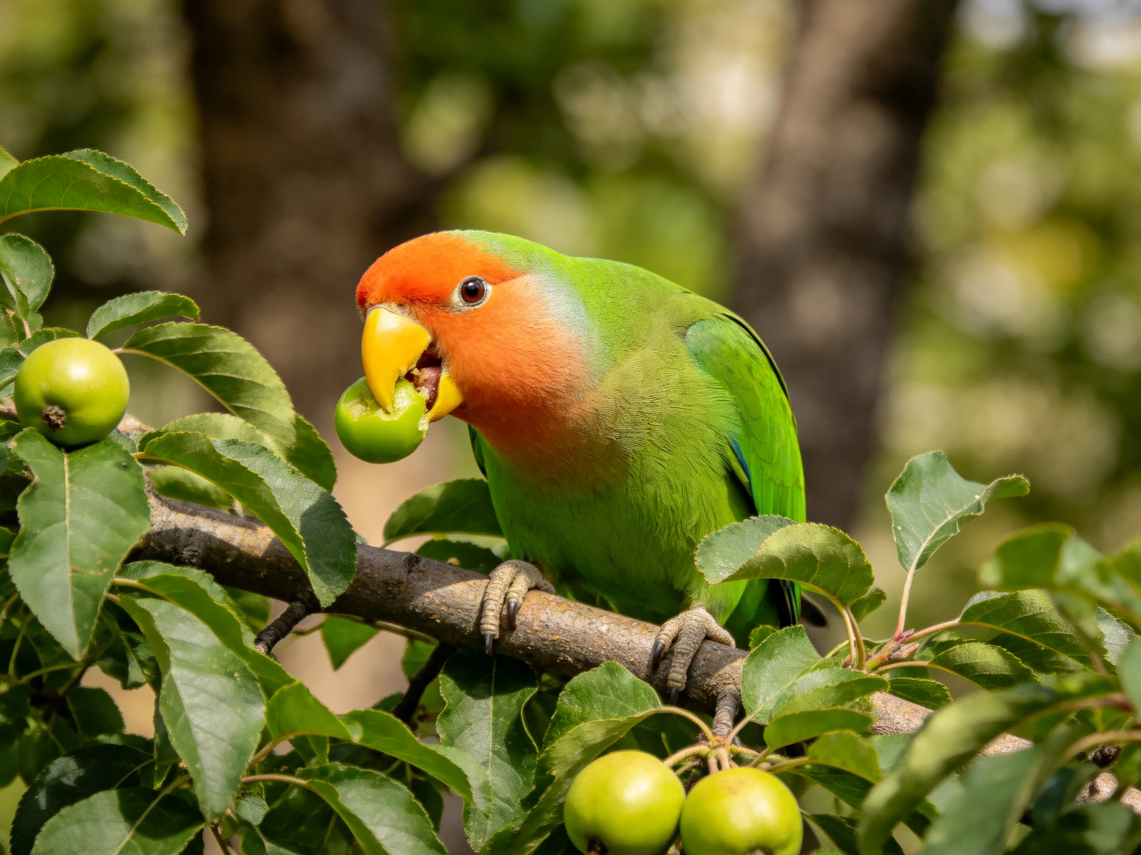 A vibrant orange-headed parrot eating green fruit on a branch