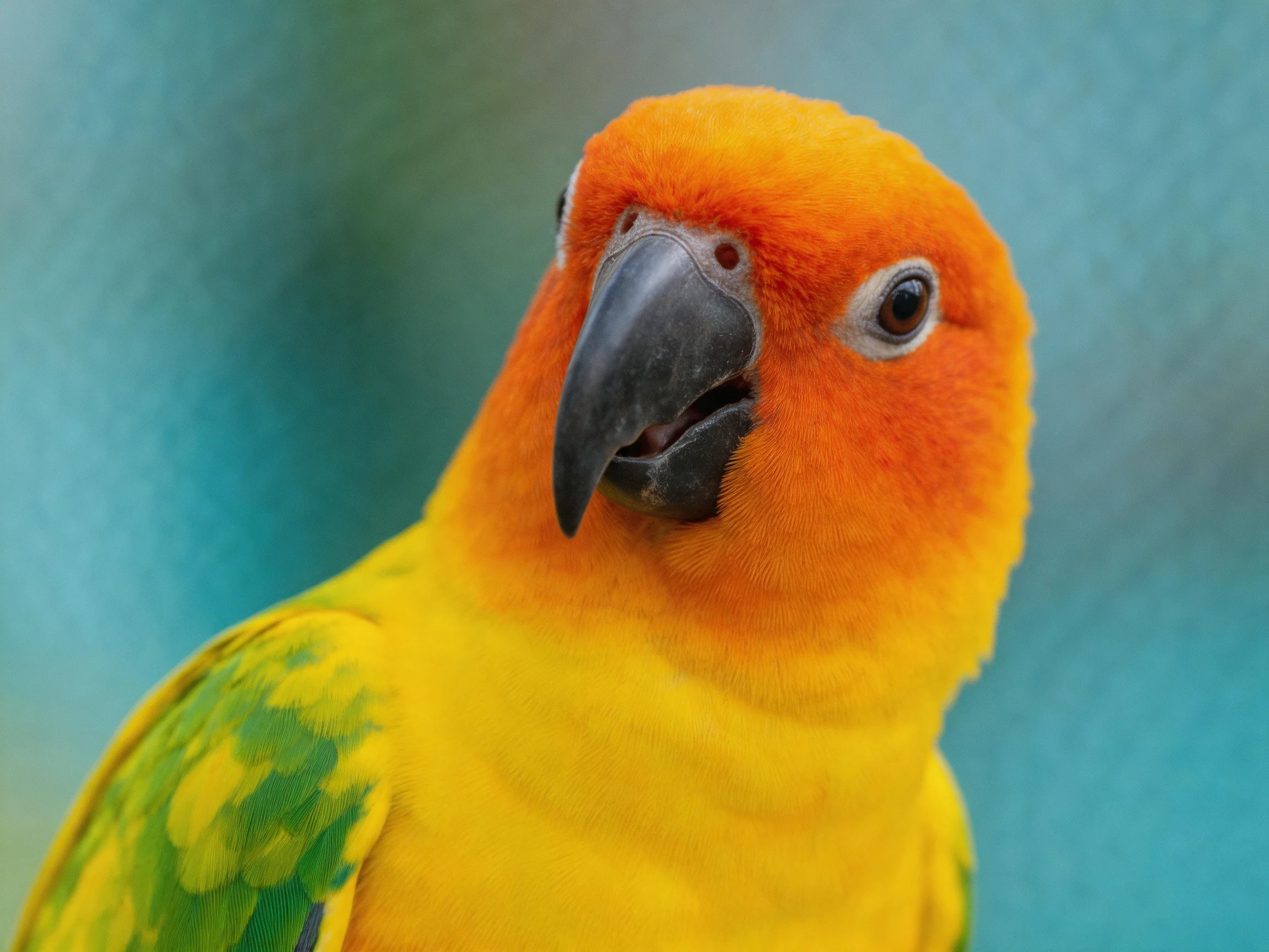 A vibrant orange-headed parrot with yellow and green plumage
