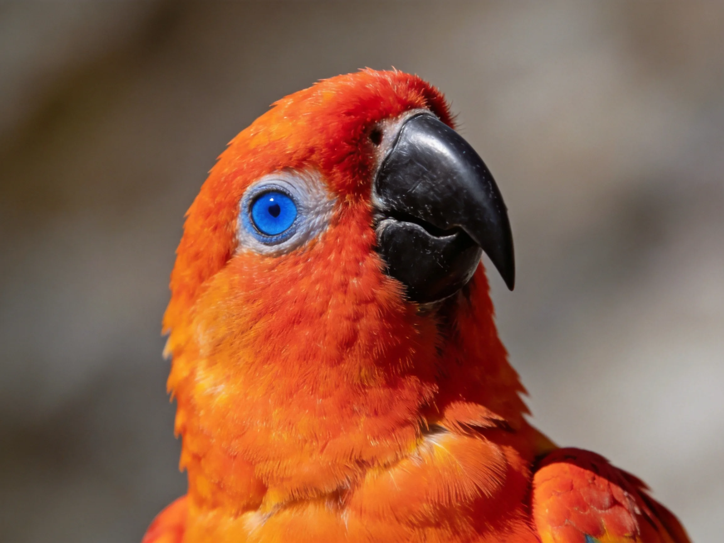 A vibrant orange parrot with a blue eye and black beak