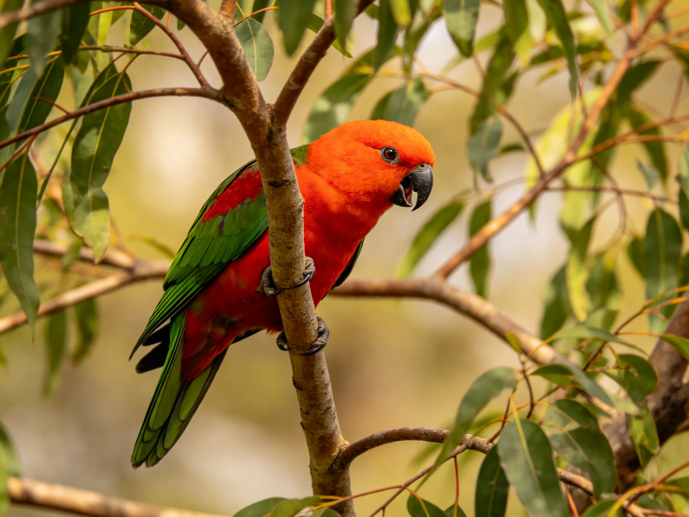 A vibrant orange - red parrot with green wings perches on a tree branch