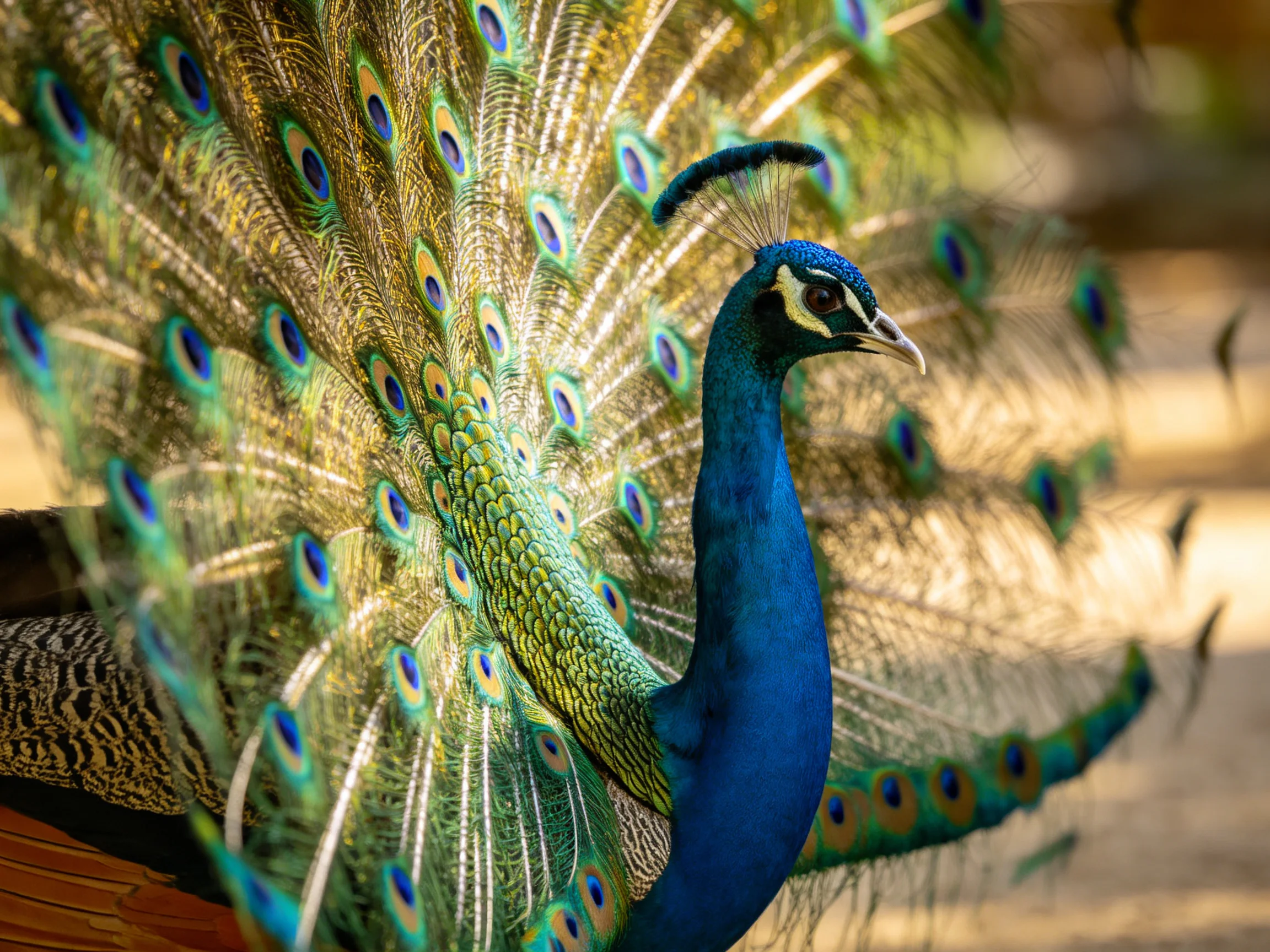 A vibrant peacock displays colorful tail feathers with eye patterns