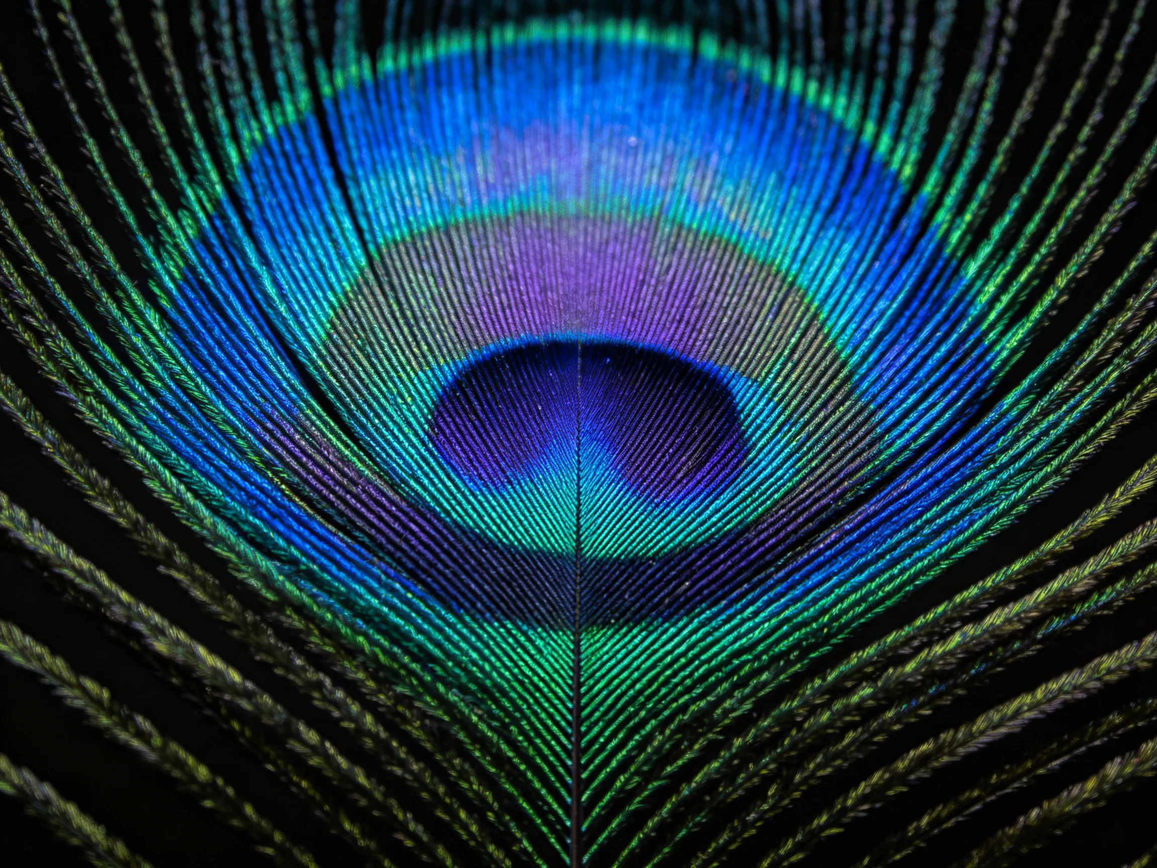 A vibrant peacock feather displays iridescent blue-green-purple hues