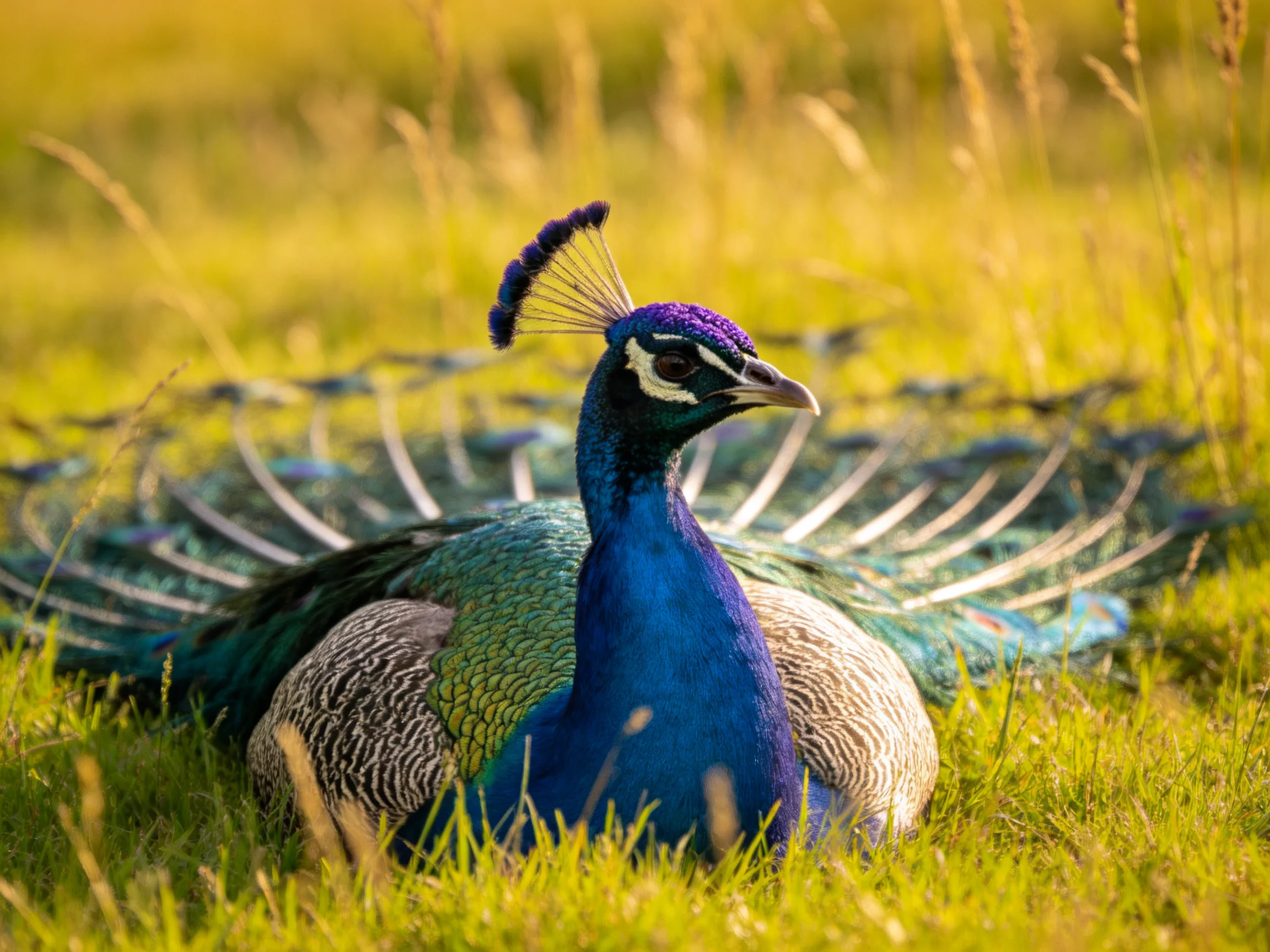A vibrant peacock rests in a sunlit area with its tail displayed.