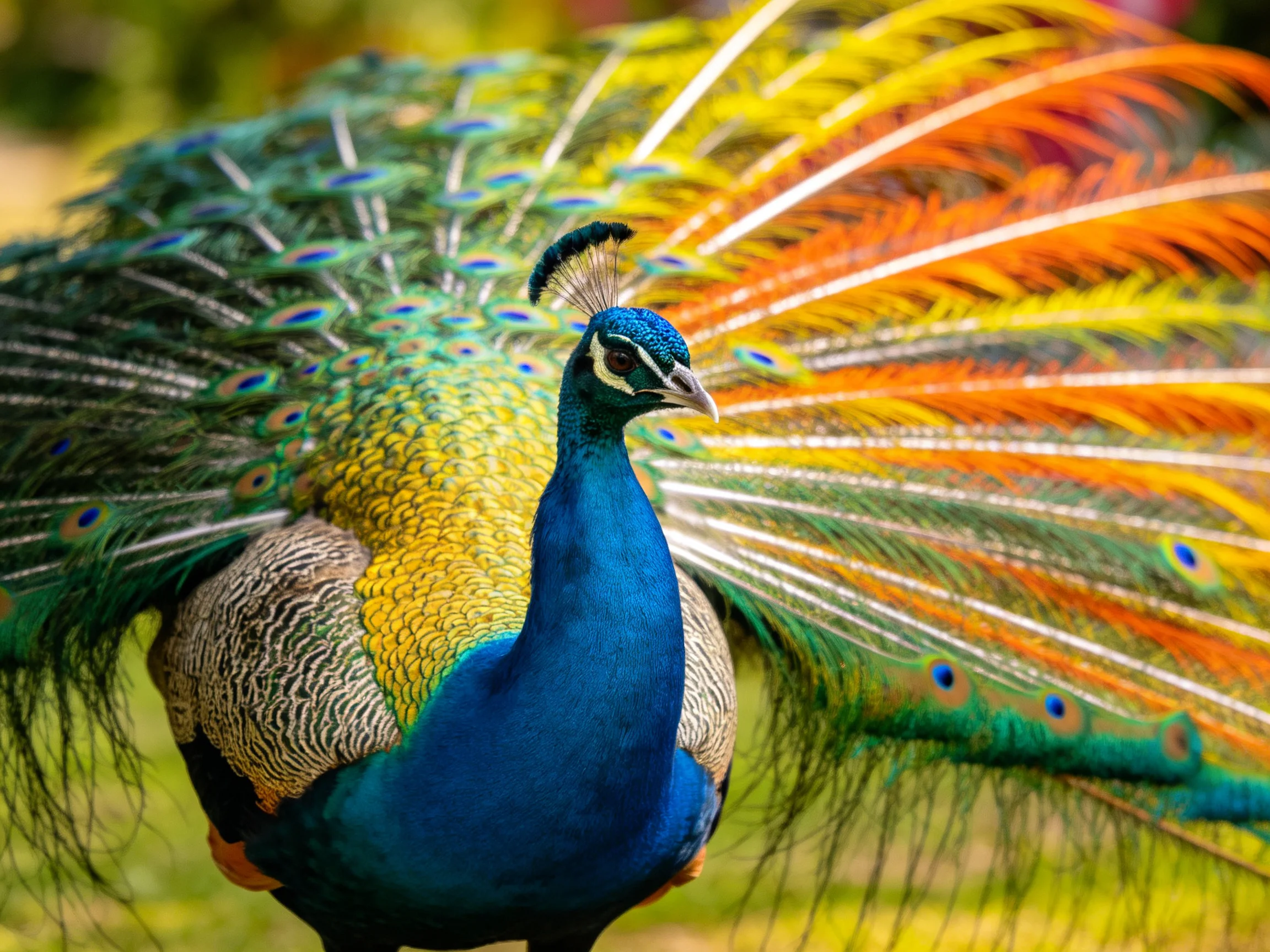 A vibrant peacock showcases multicolored, iridescent tail feathers