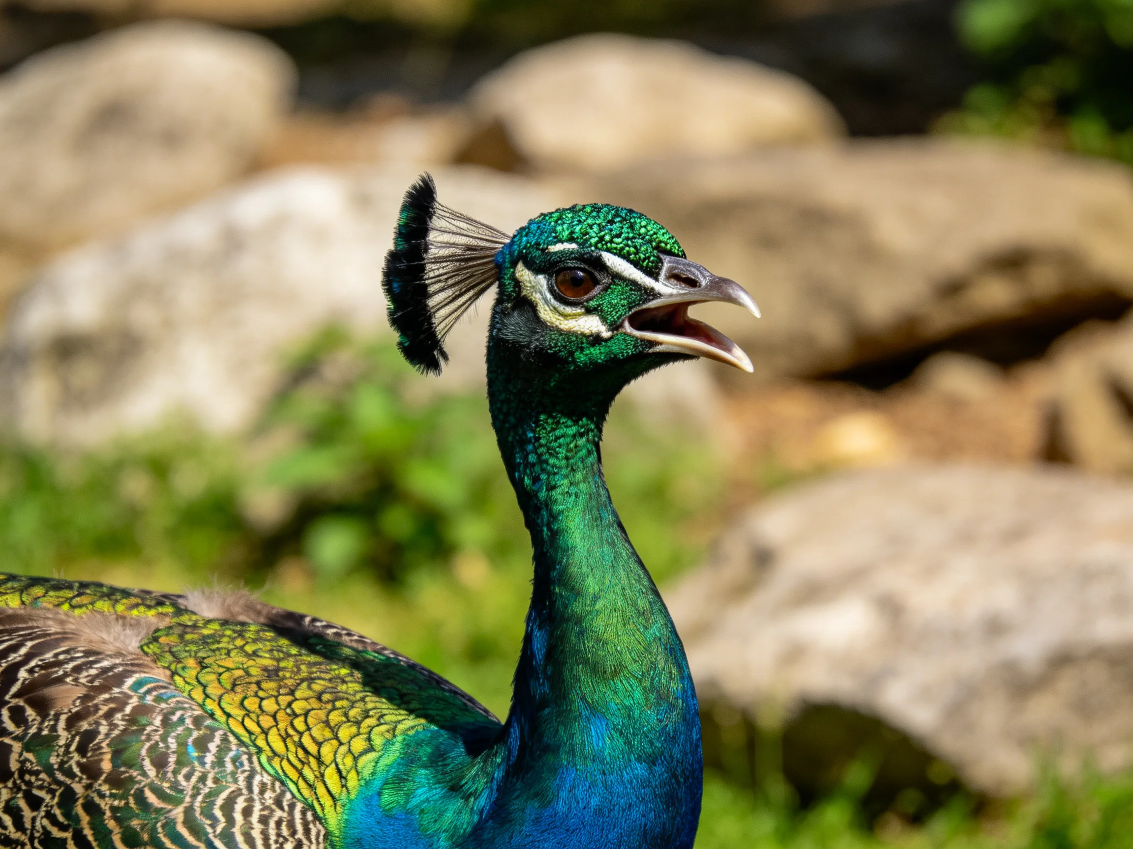 A vibrant peacock with iridescent green and blue plumage near rocks
