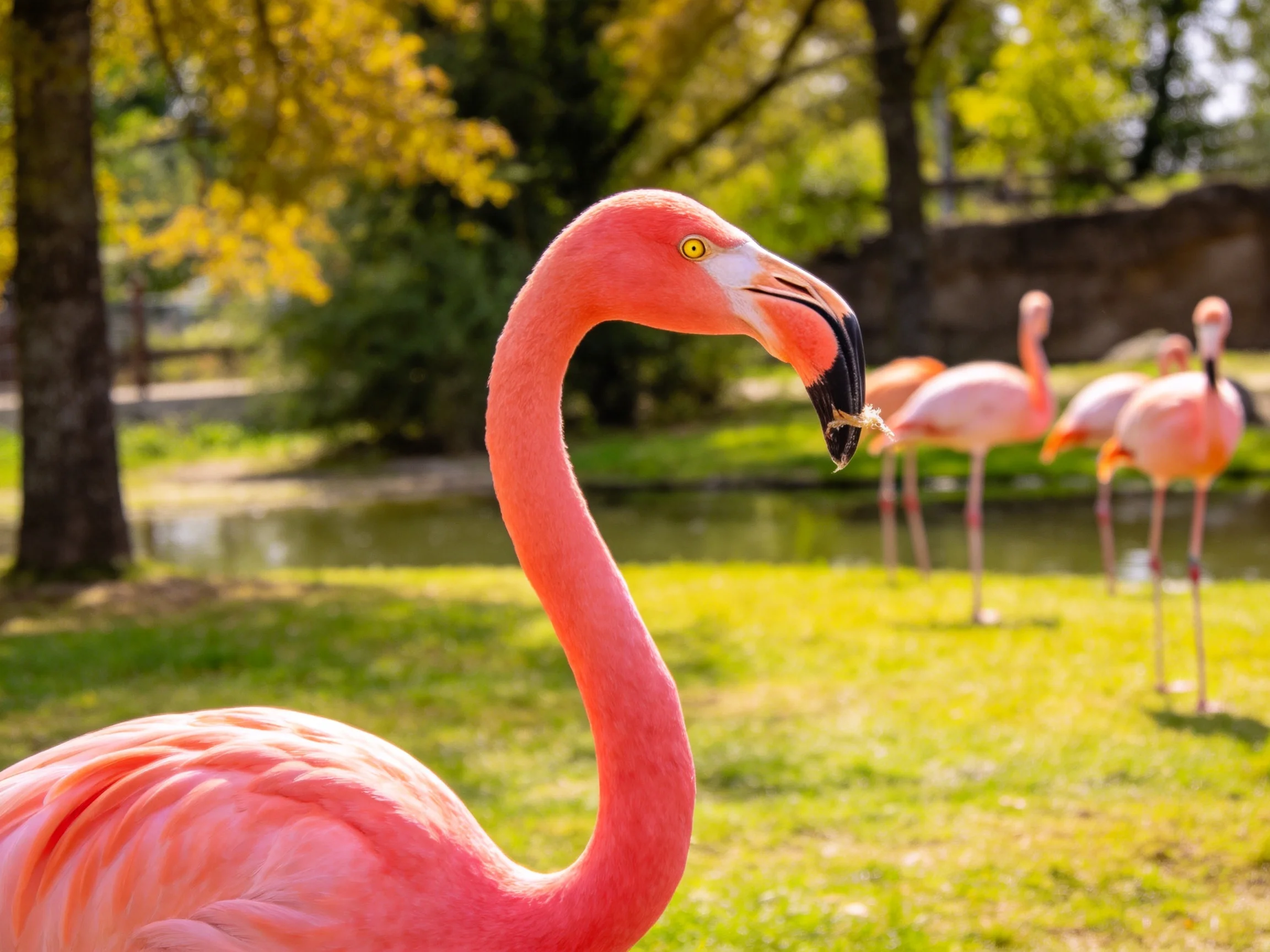 A vibrant pink flamingo in focus with group near a pond and trees