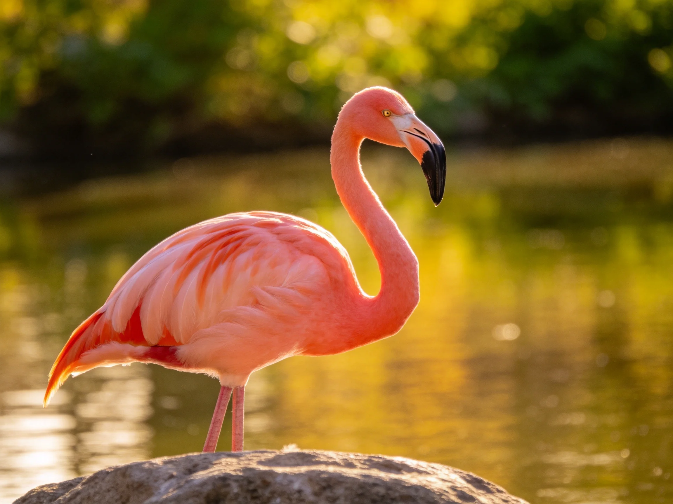 A vibrant pink flamingo perched on a rock by a golden water body