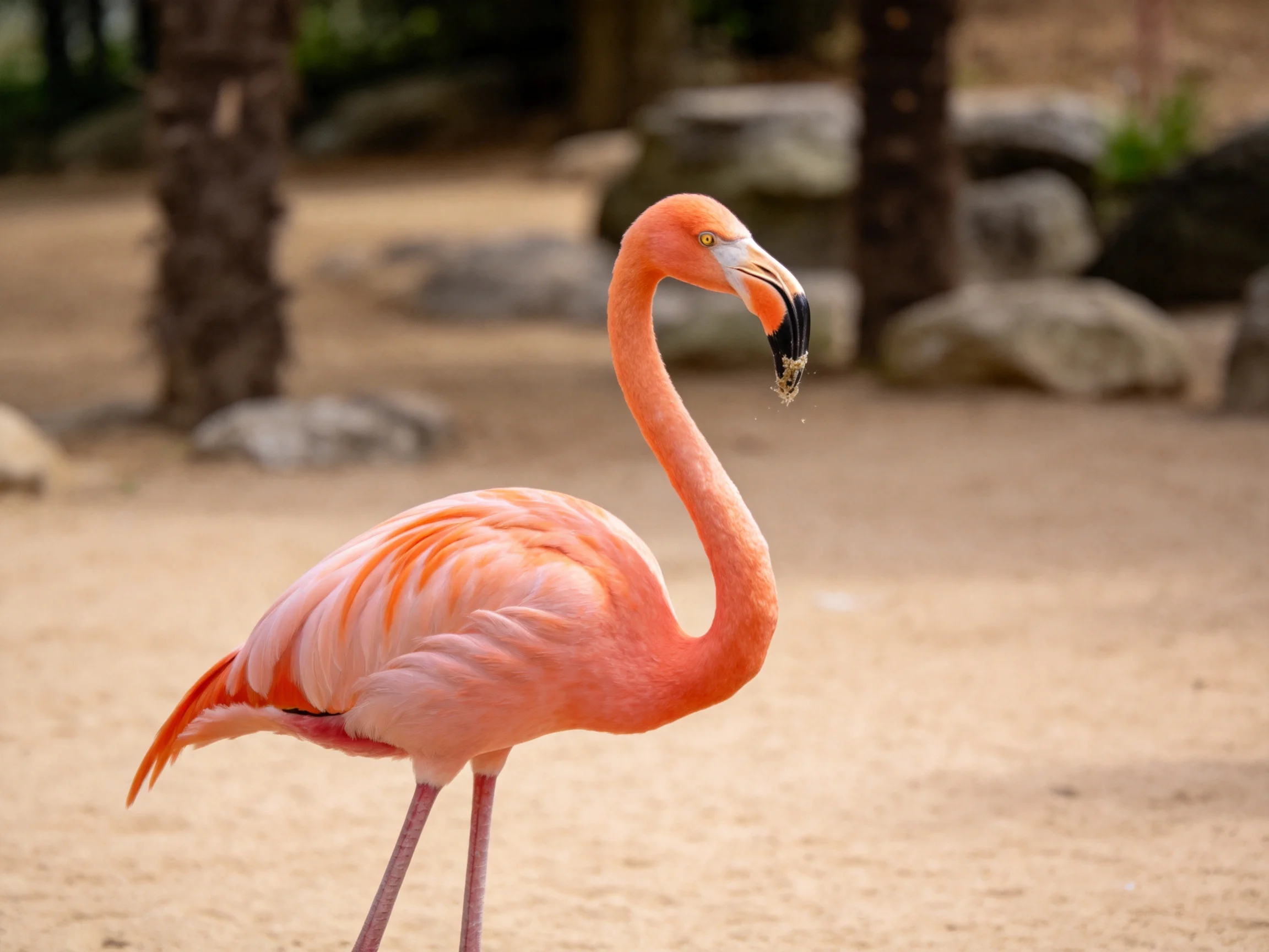 A vibrant pink flamingo stands on sandy terrain near rocks and trees