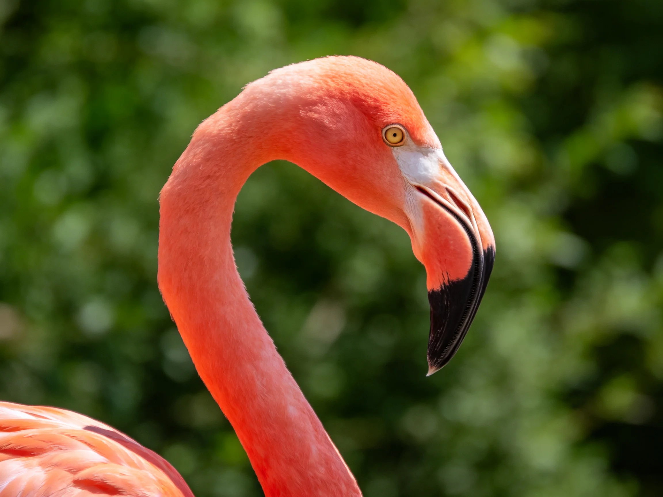 A vibrant pink flamingo with a curved neck and black-tipped beak