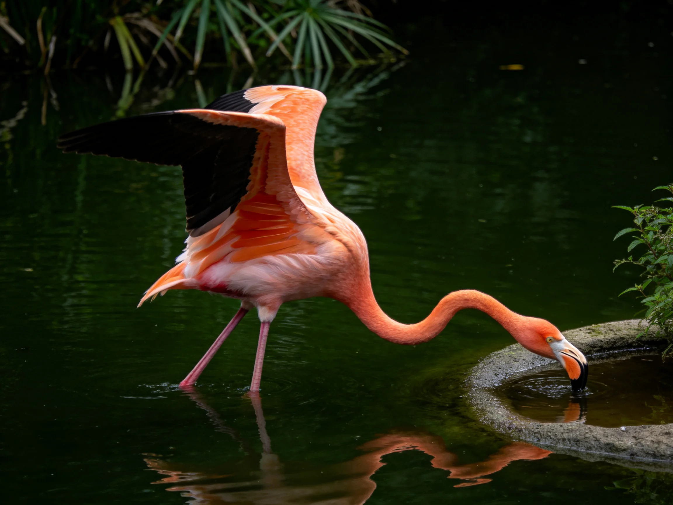 A vibrant pink flamingo with black wings drinking from calm green water