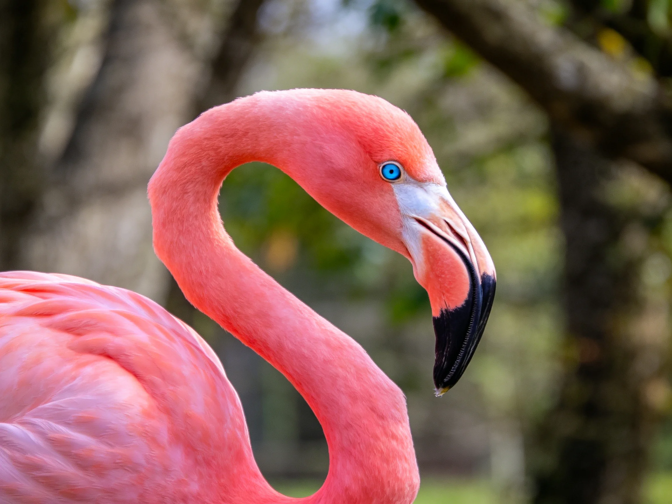 A vibrant pink flamingo with curved neck and blue eye