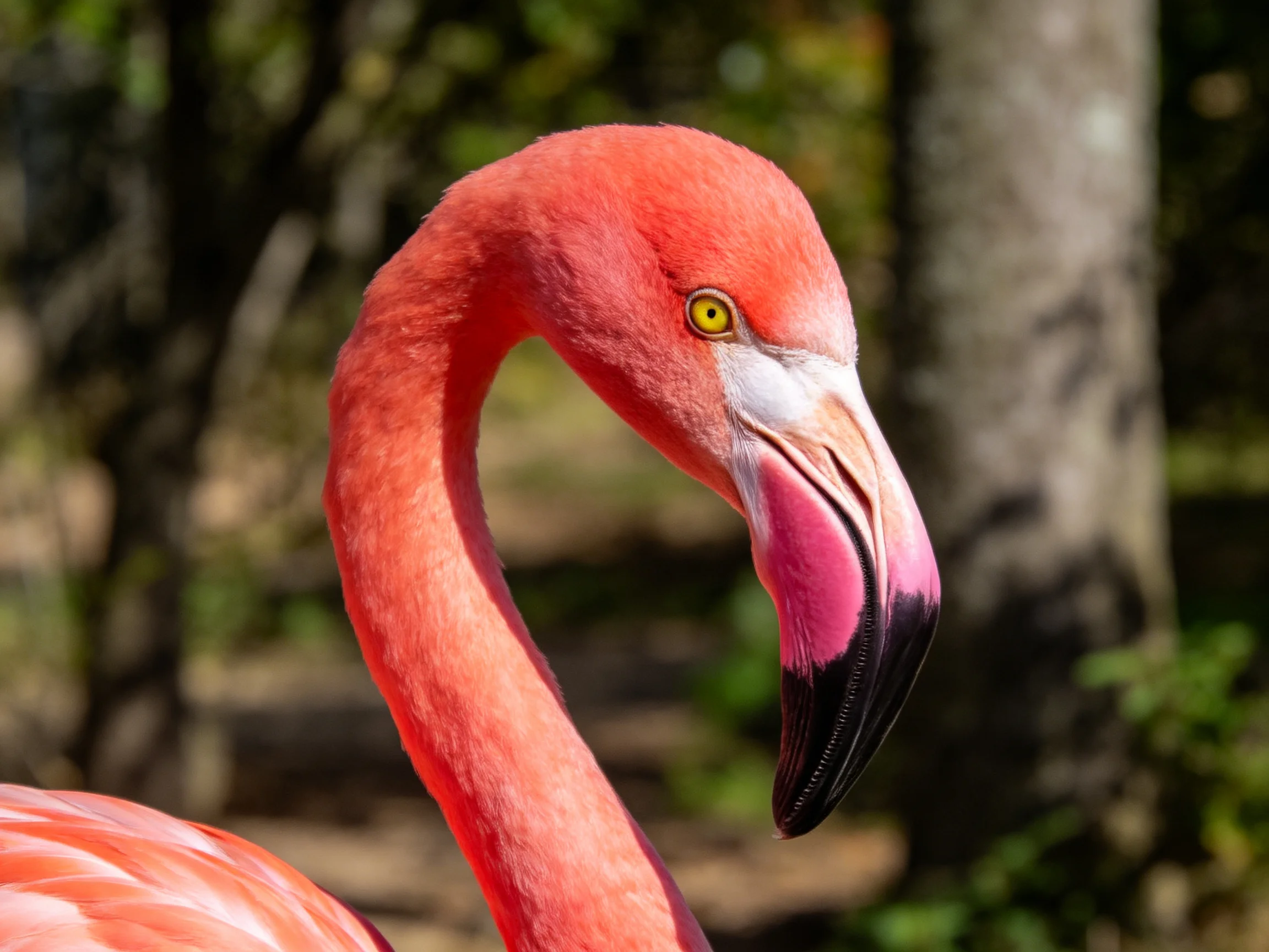 A vibrant pink flamingo with curved neck and multicolored beak