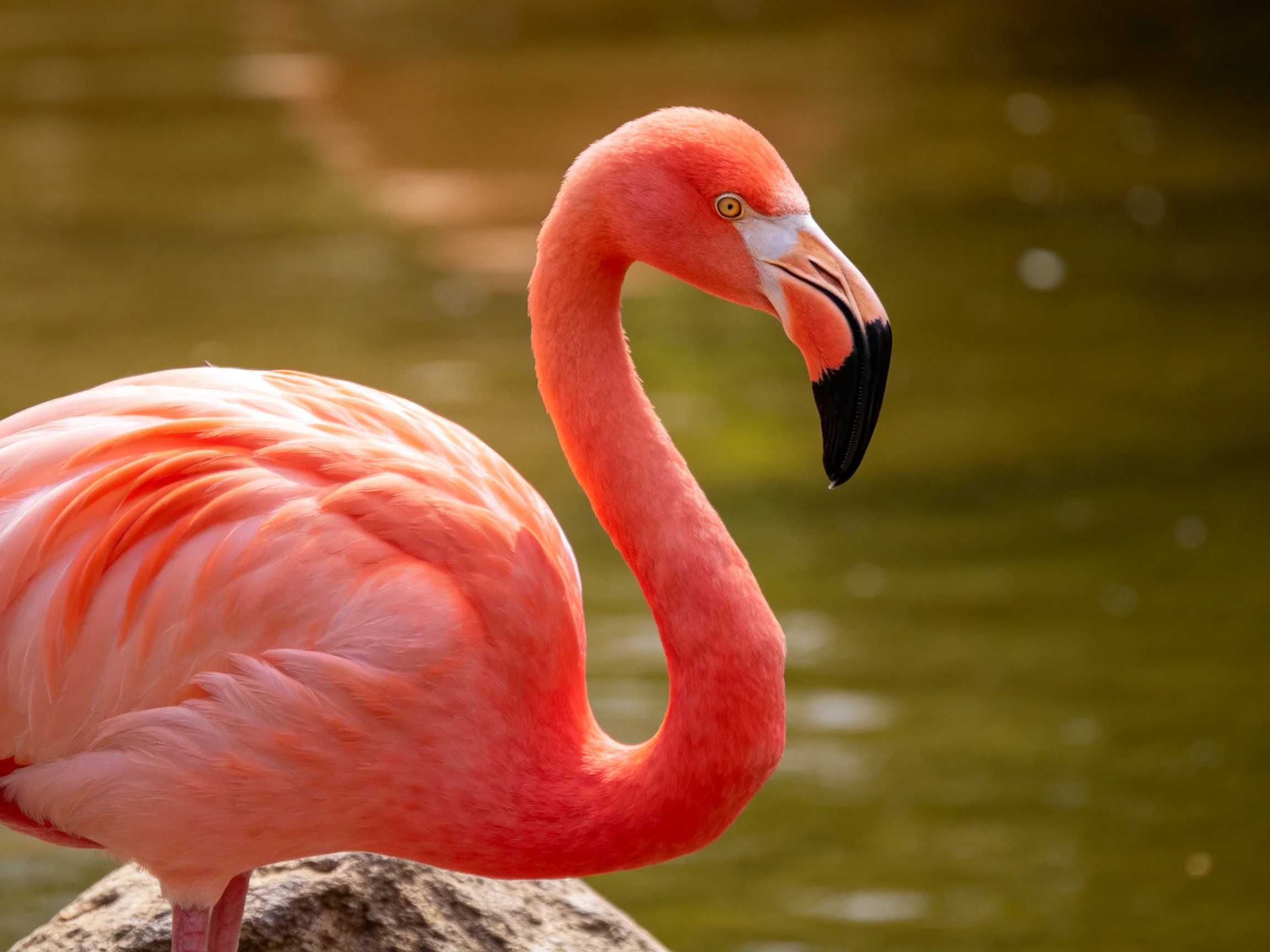 A vibrant pink flamingo with curved neck near calm green water