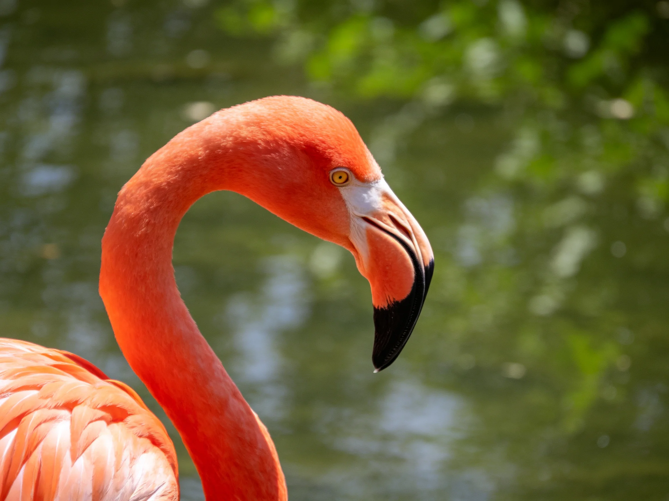 A vibrant pink flamingo with curved neck near calm water