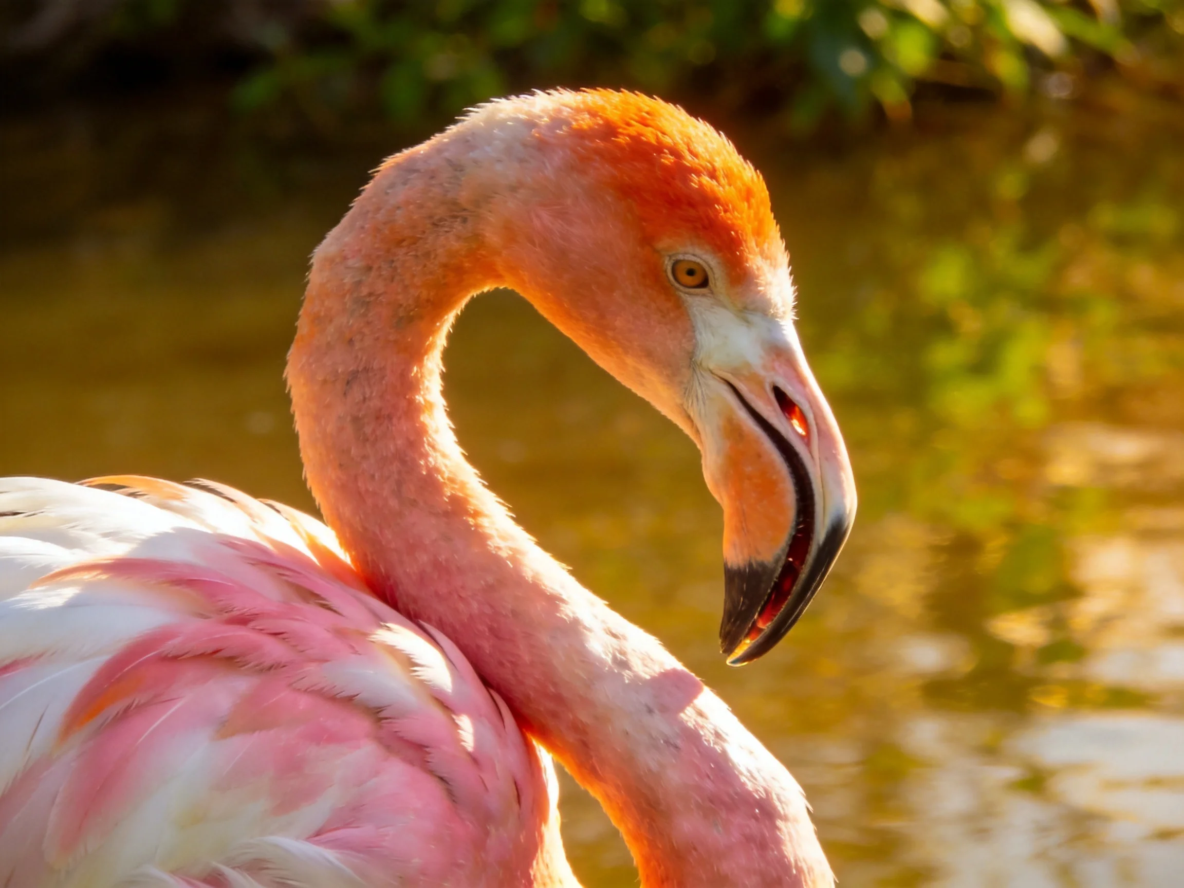 A vibrant pink flamingo with curved neck near reflective water