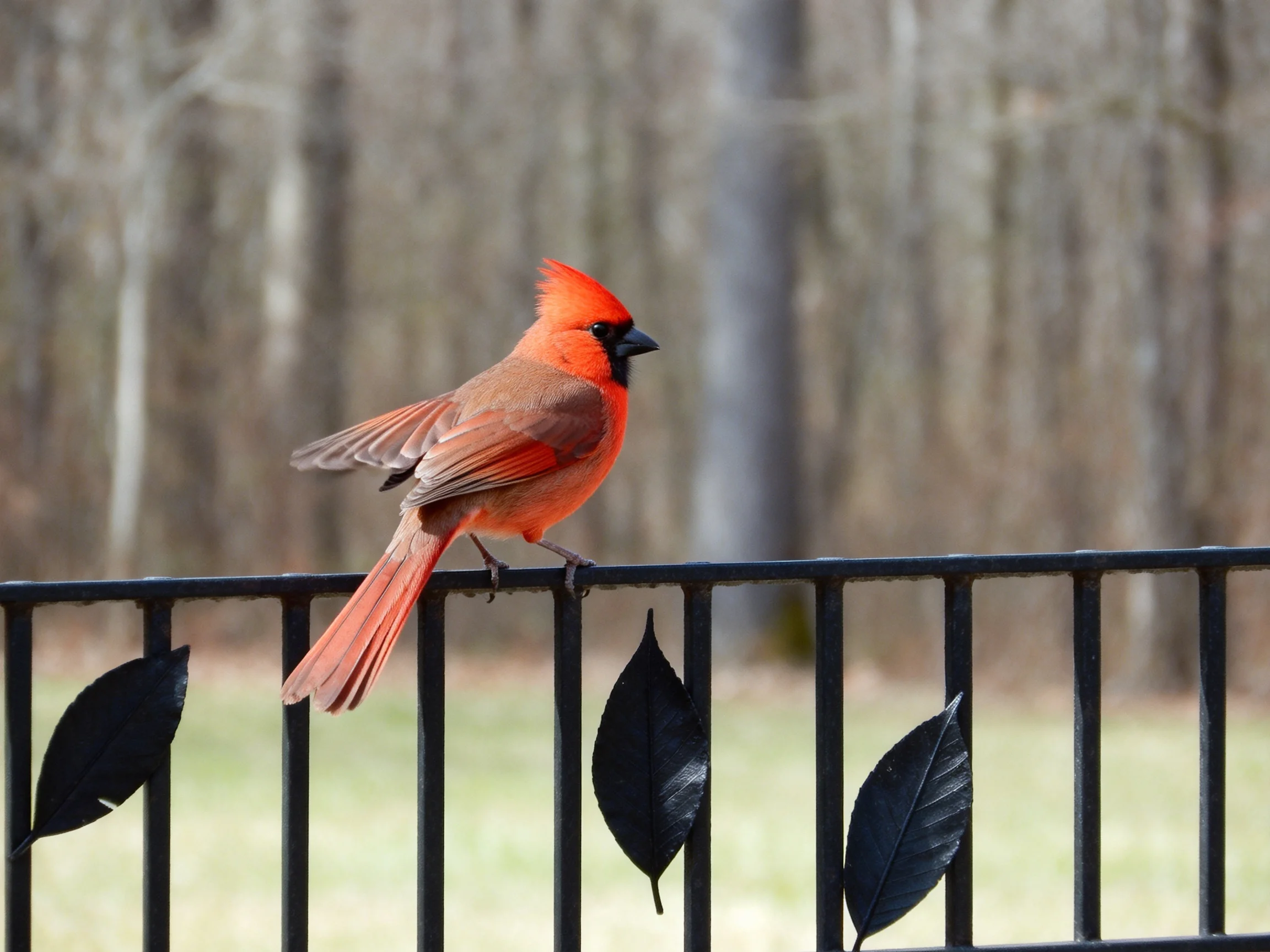 A vibrant red cardinal perched on a black metal fence
