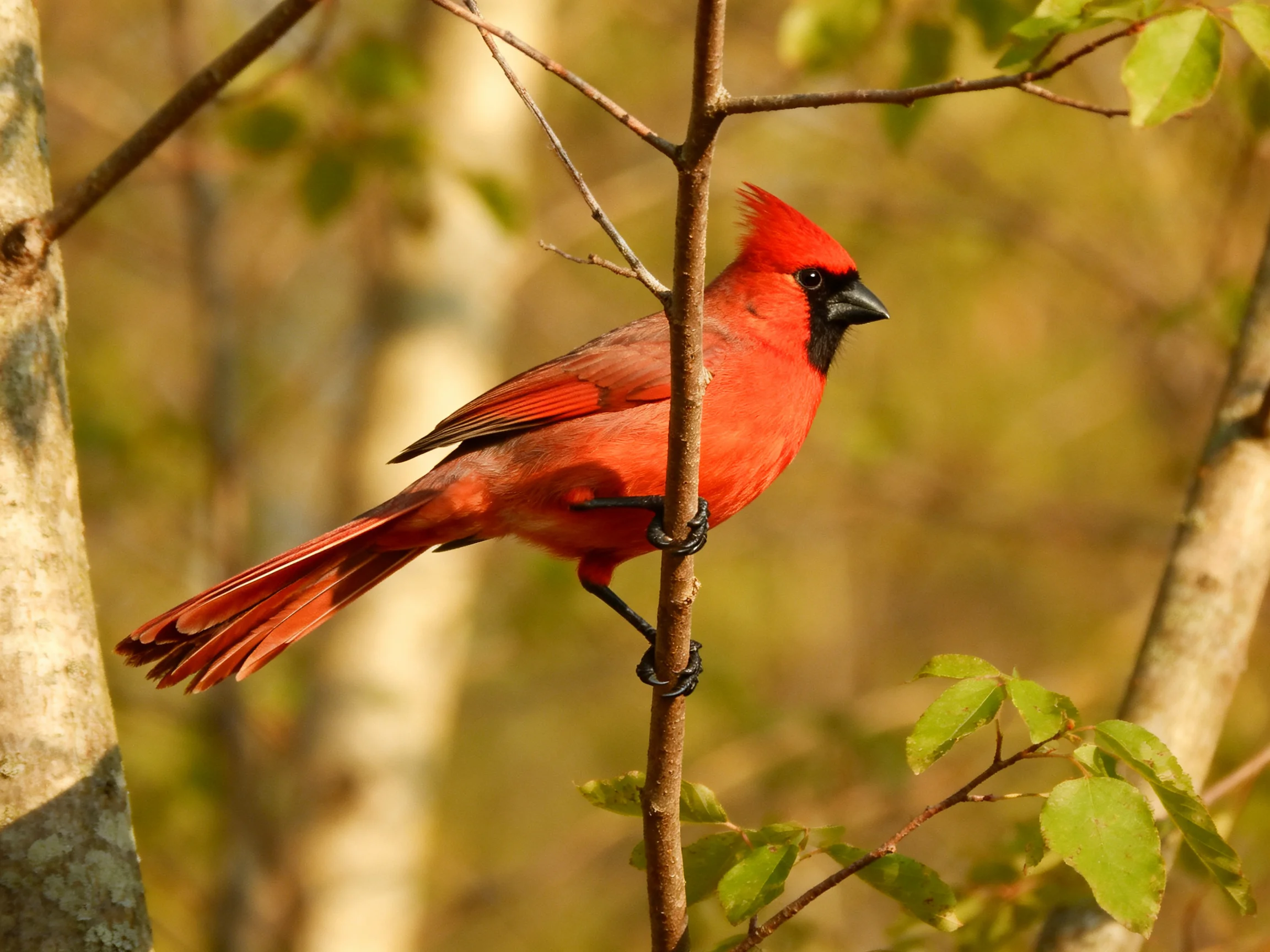 A vibrant red cardinal perched on a slender tree branch