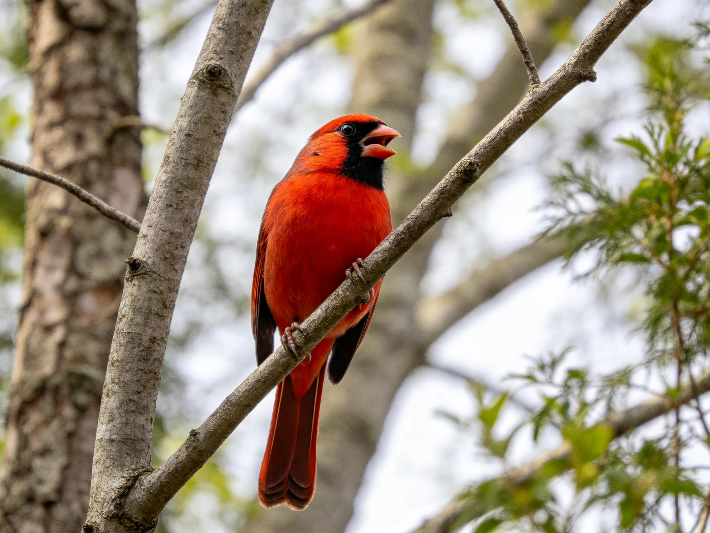 A bright red cardinal sits on a tree branch with blurred foliage behind.