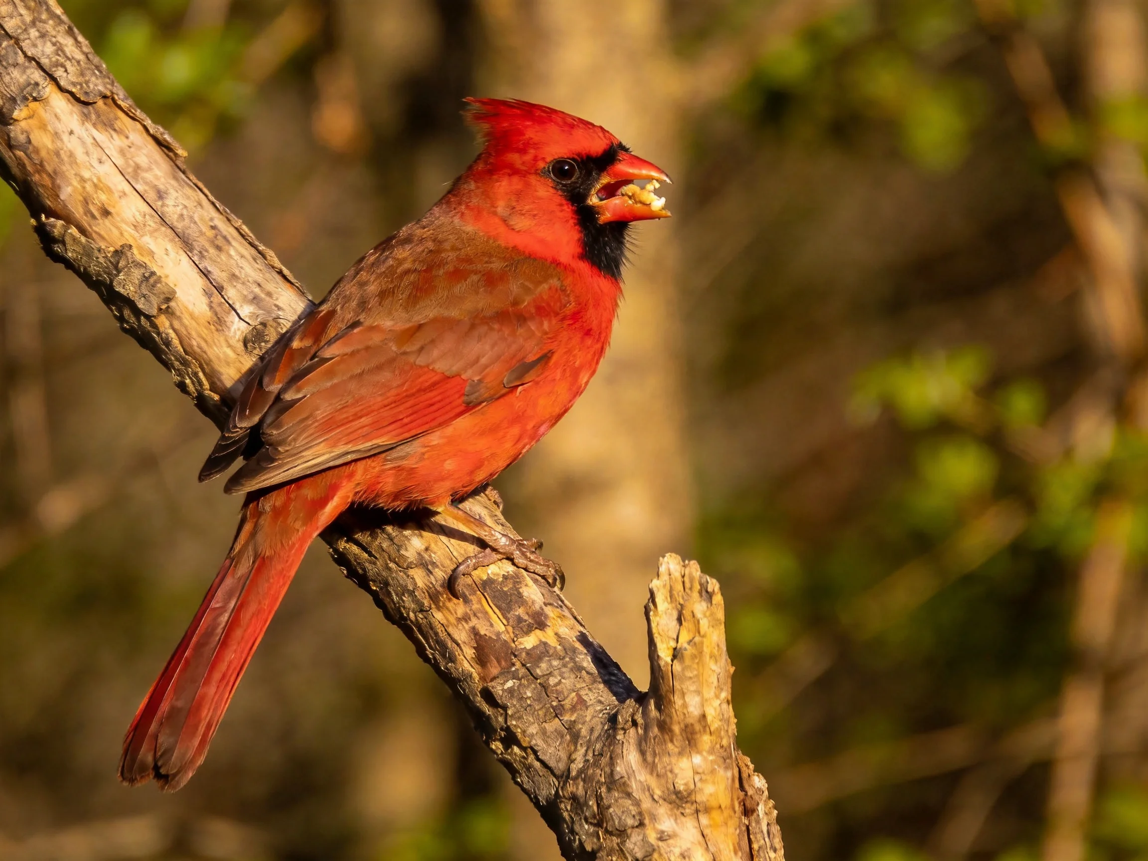 A vibrant red cardinal perched on a weathered tree branch