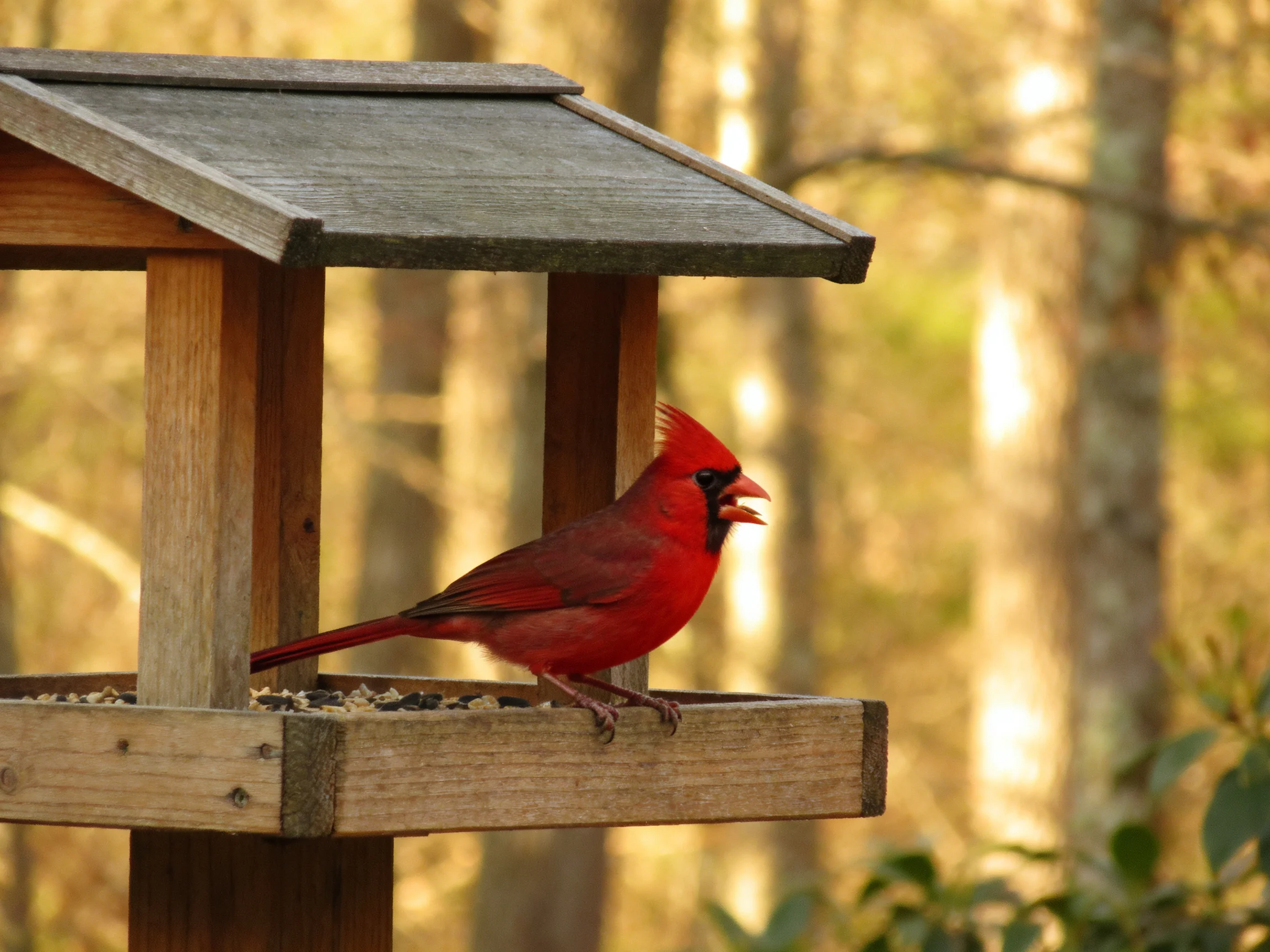A vibrant red cardinal perched on a wooden bird feeder in a forested area