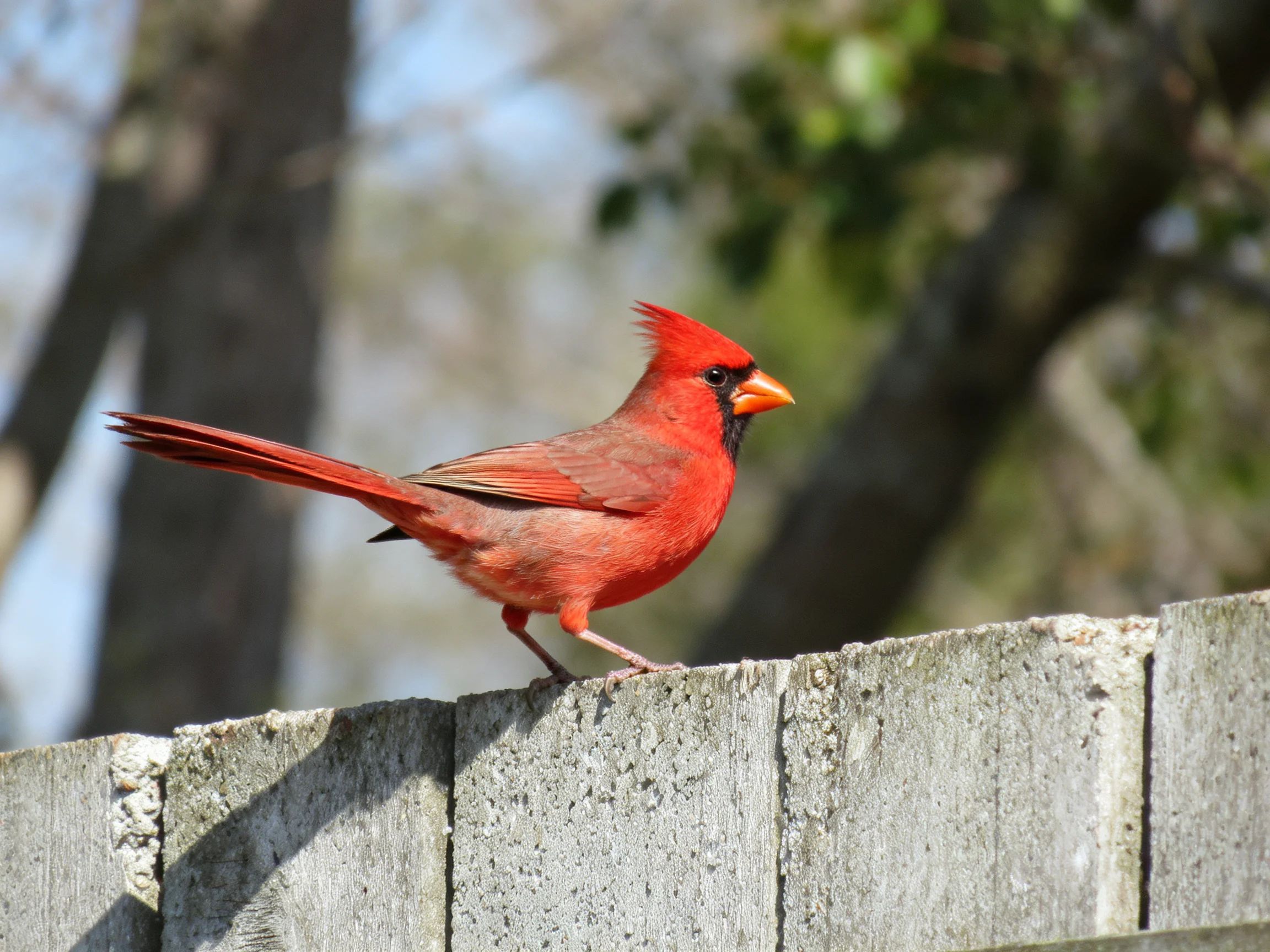 A vibrant red cardinal perched on an aged wooden fence