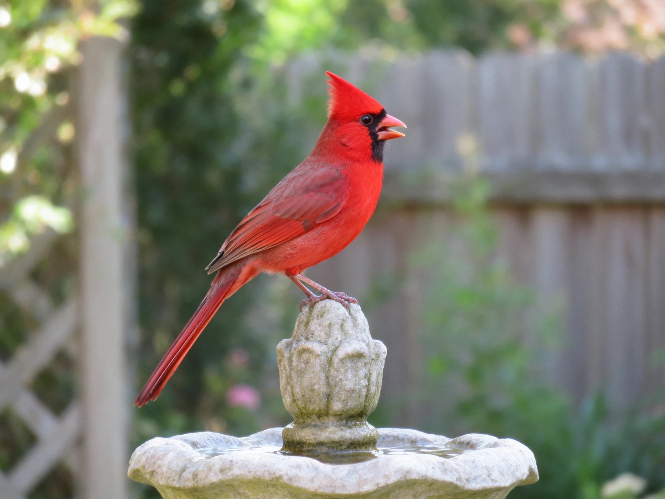 A vibrant red cardinal perches atop an ornate stone fountain