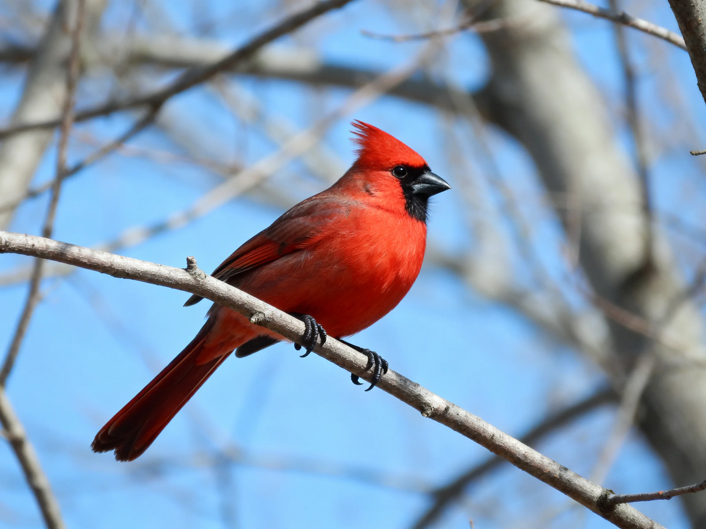A vibrant red cardinal perches on a bare tree branch