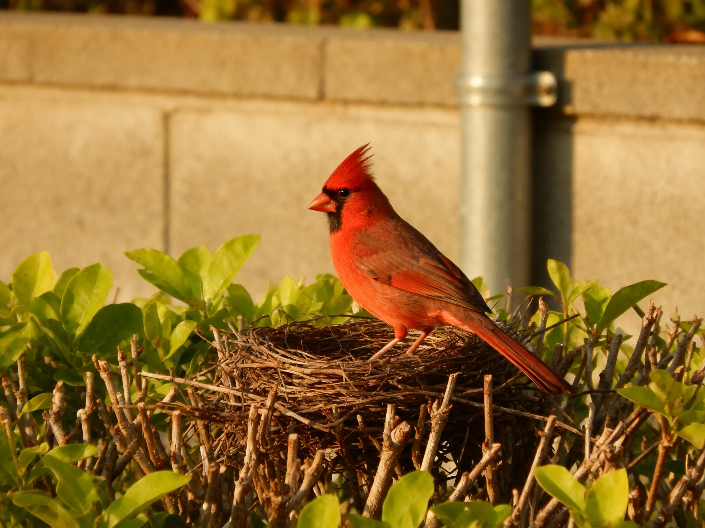 A vibrant red cardinal perches on a twig nest among greenery