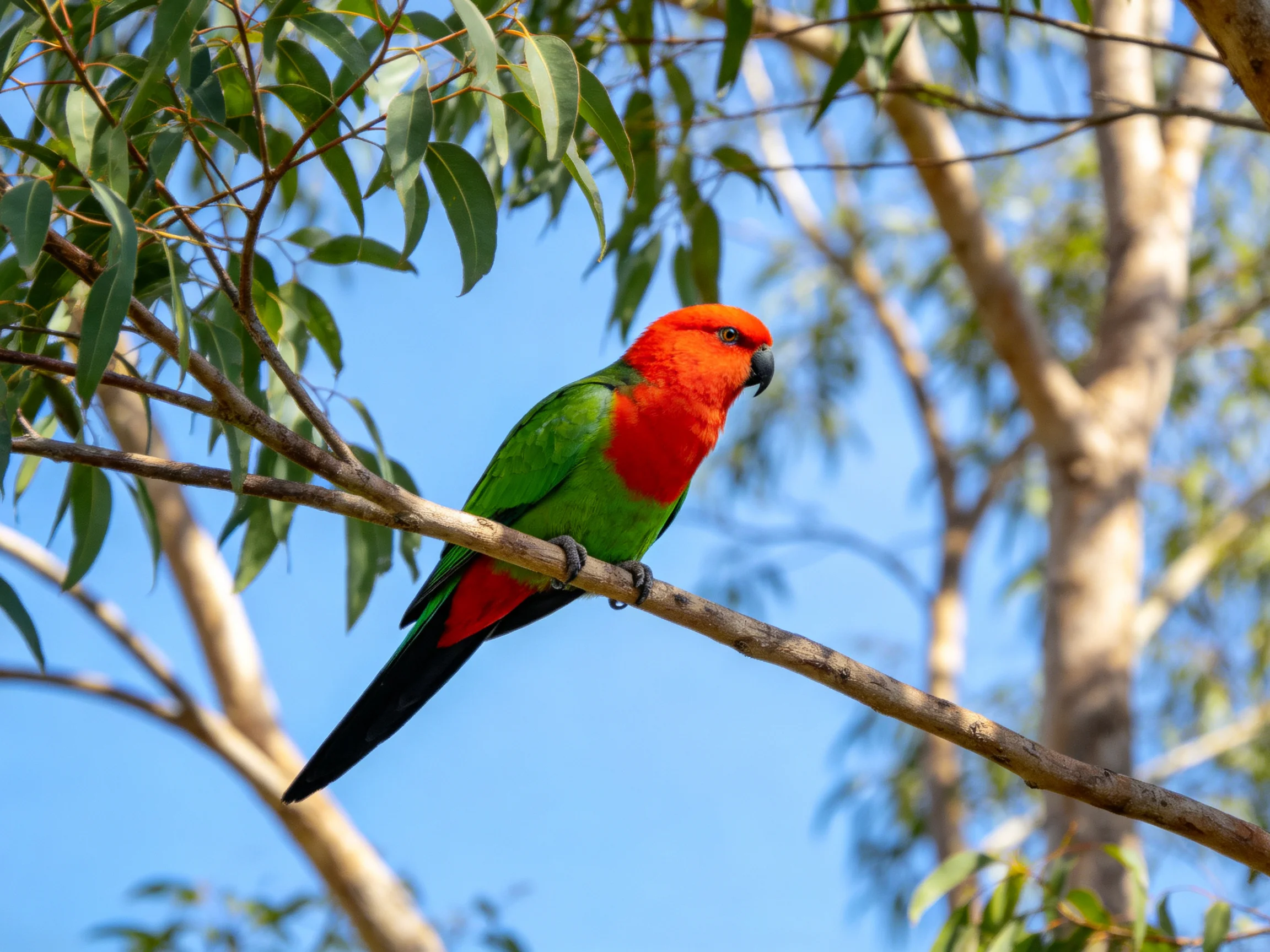 A vibrant red-headed parrot perched on a tree branch