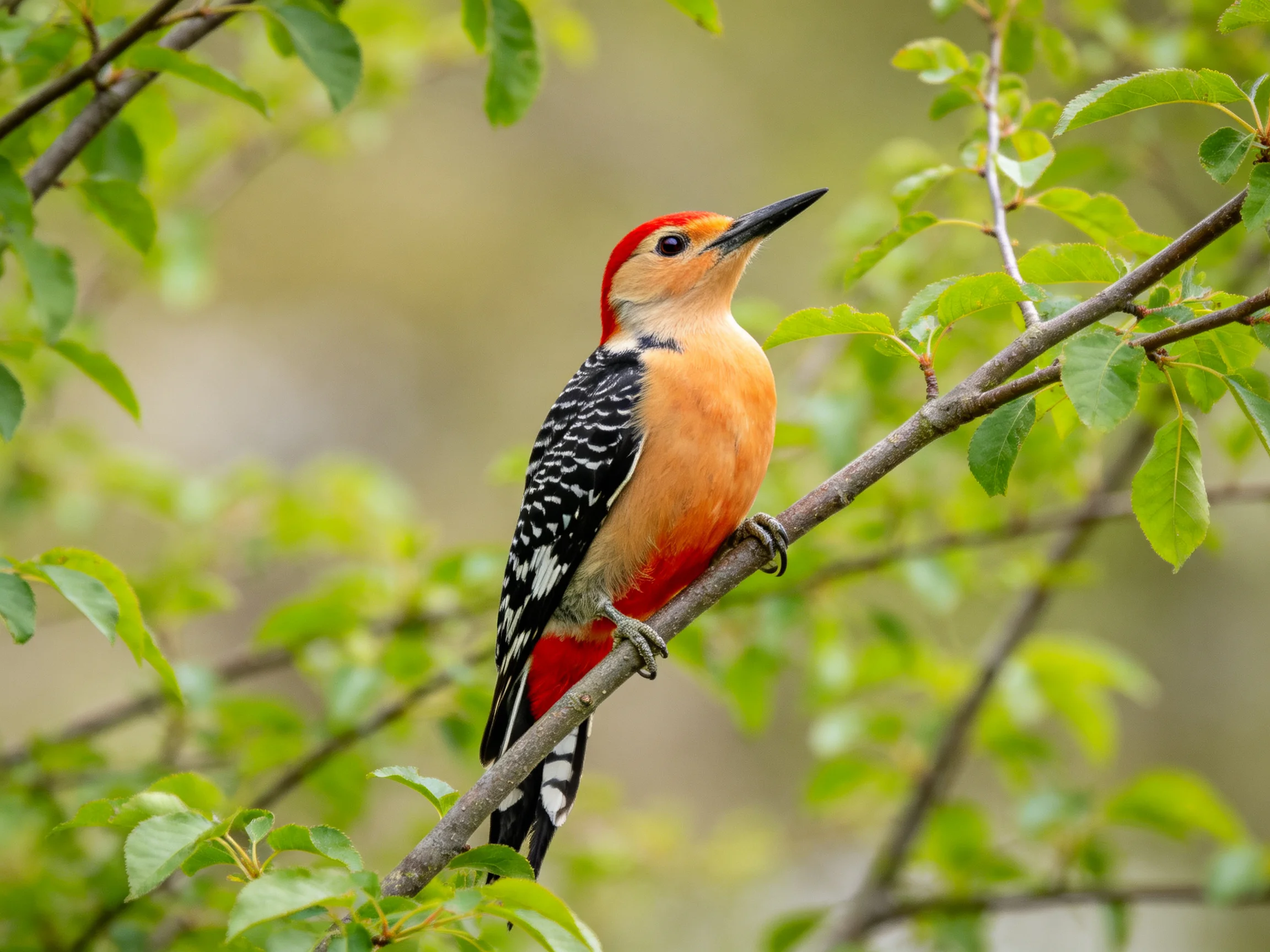 A vibrant red-headed woodpecker perched on a slender branch amid lush green foliage