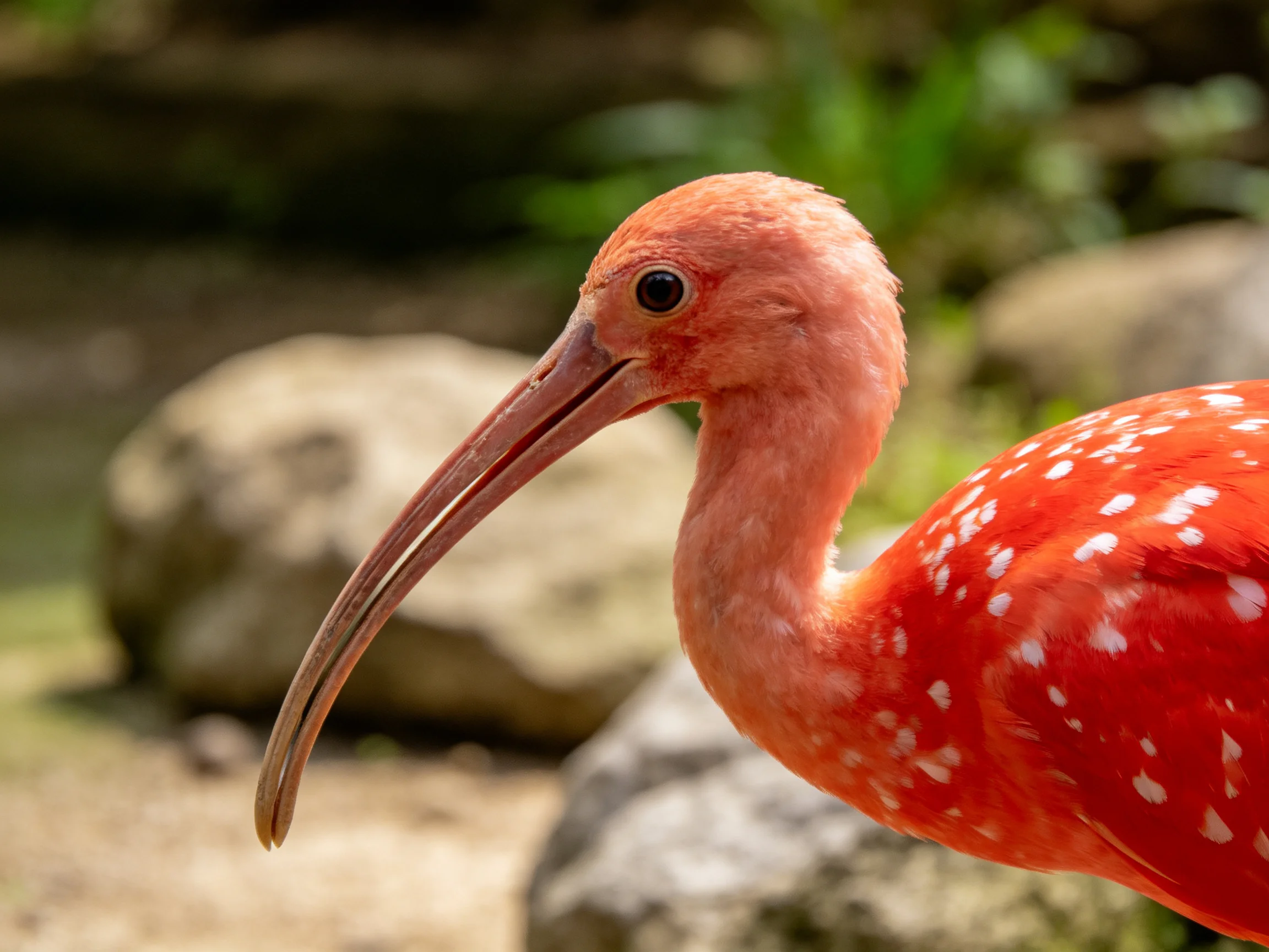 A vibrant red ibis with white spots near large rocks