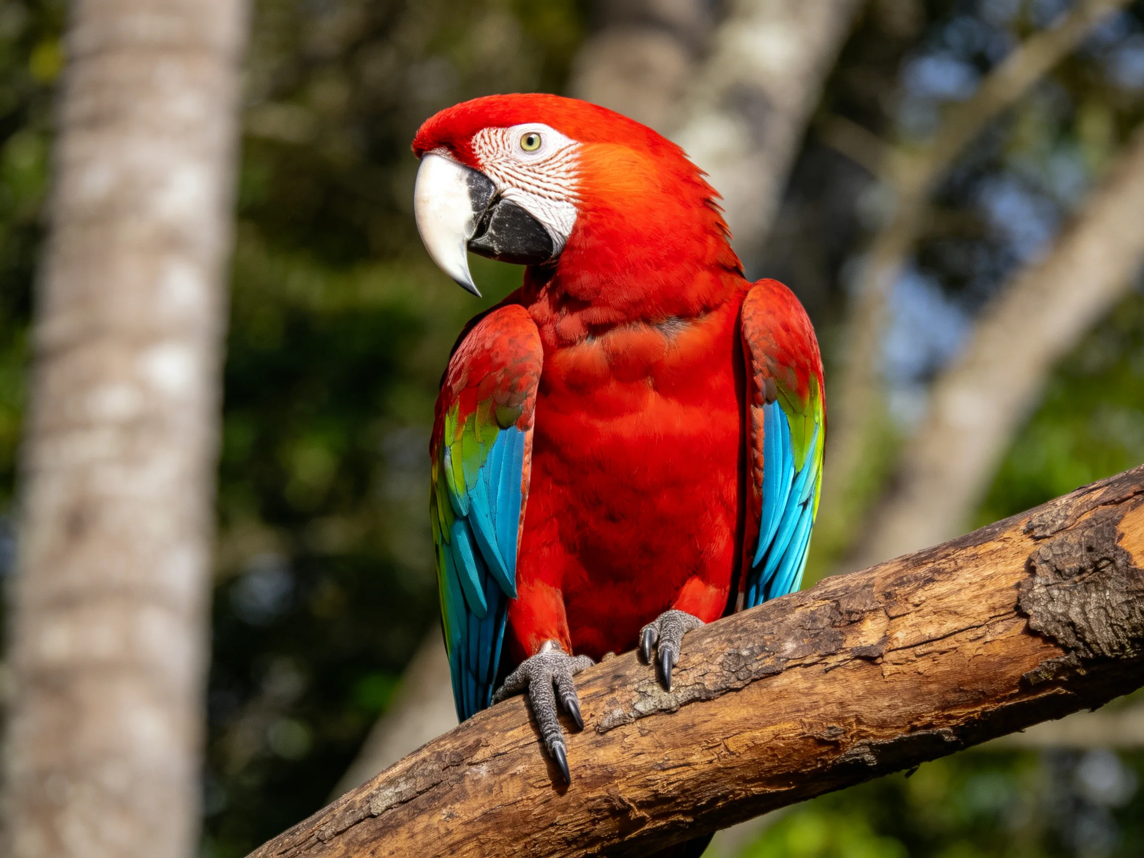 A vibrant red macaw with blue-green wings perches on a wooden branch