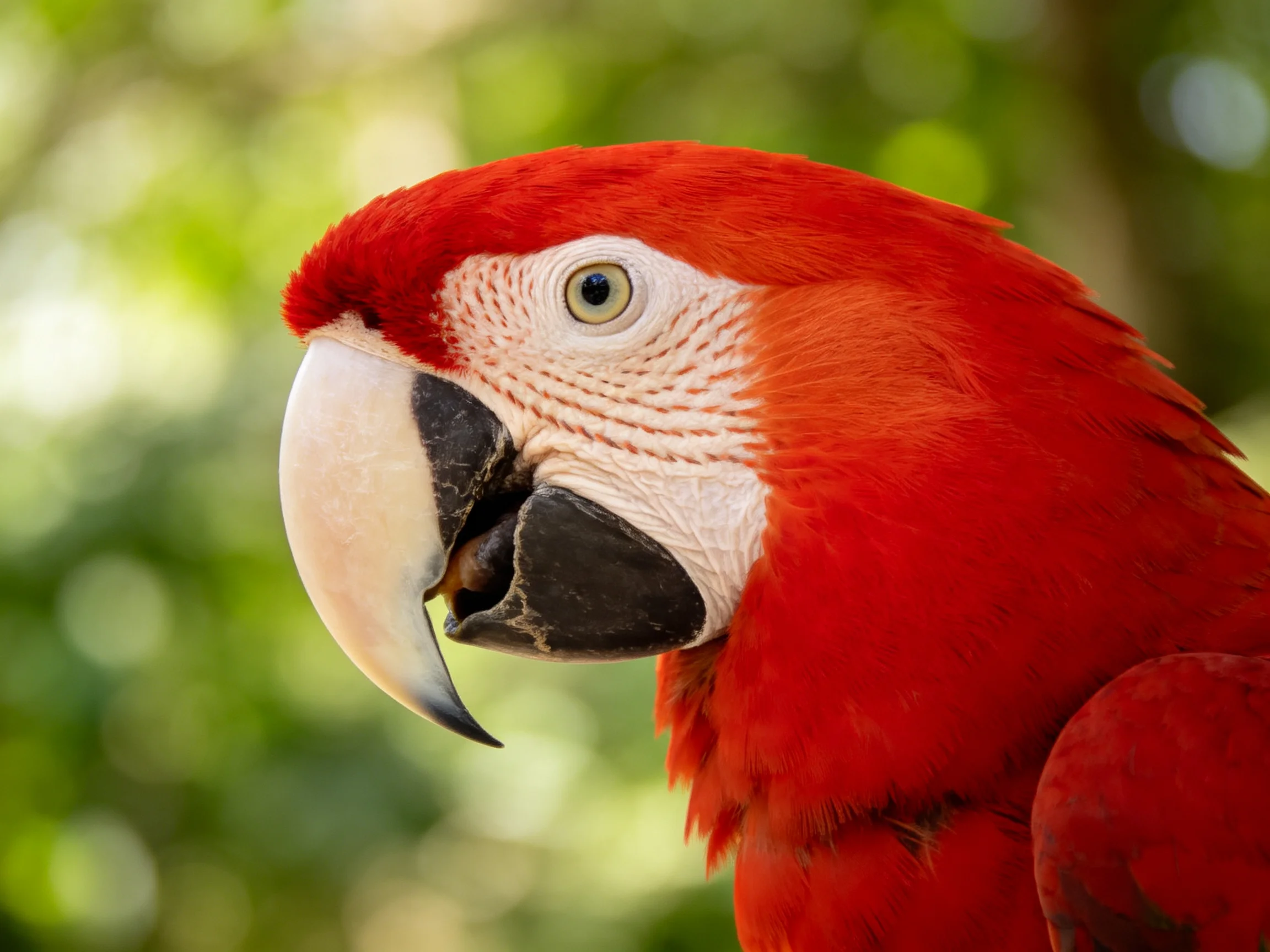A vibrant red macaw with large curved beak