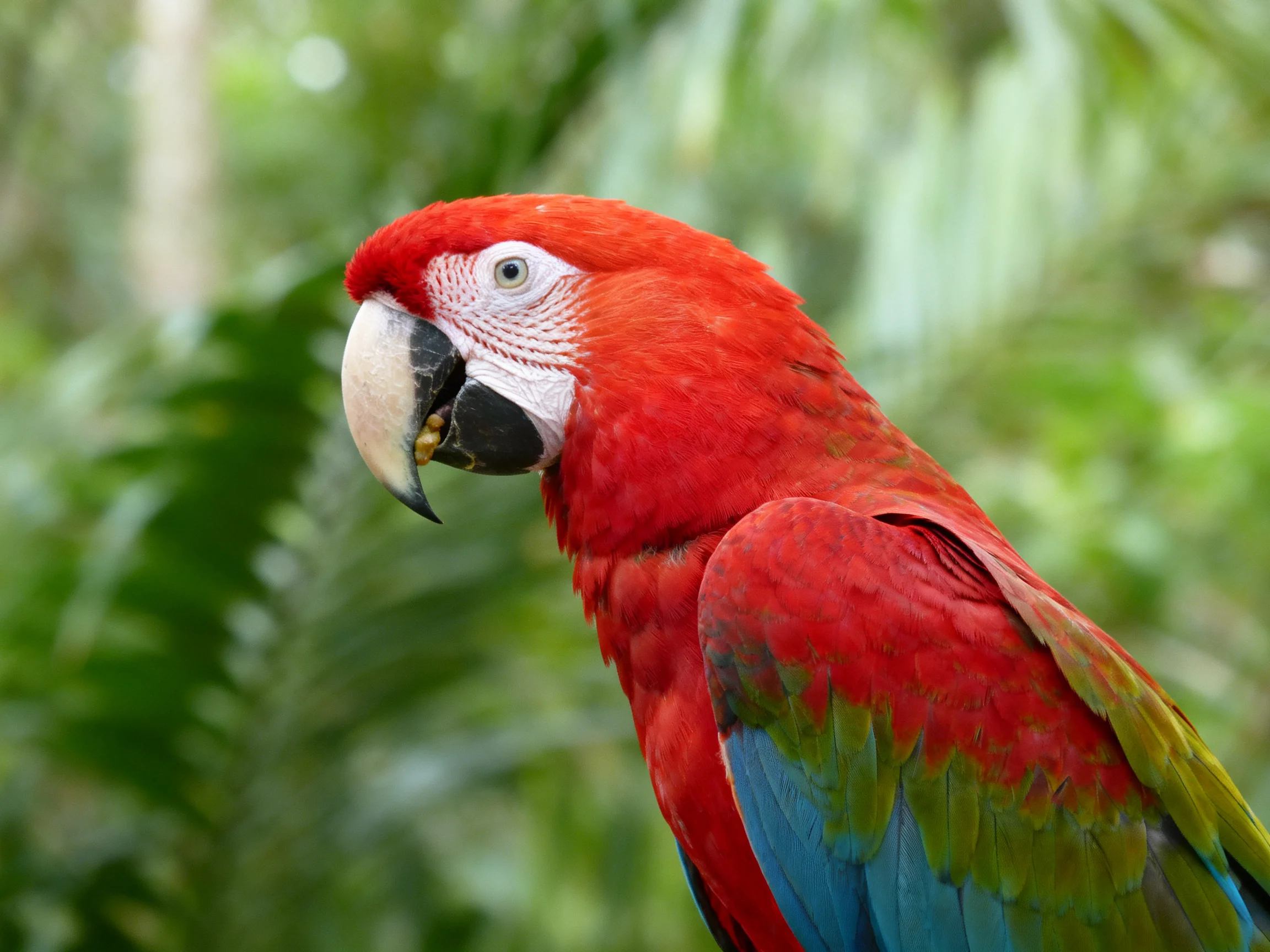 A vibrant red macaw with multicolored wing feathers