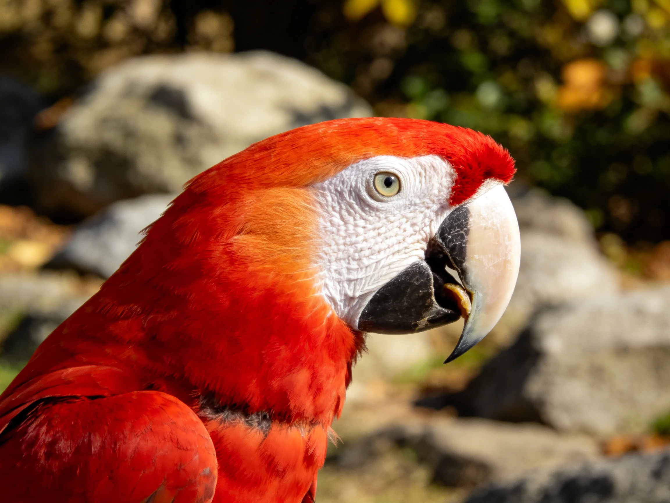 A vibrant red macaw with white facial markings