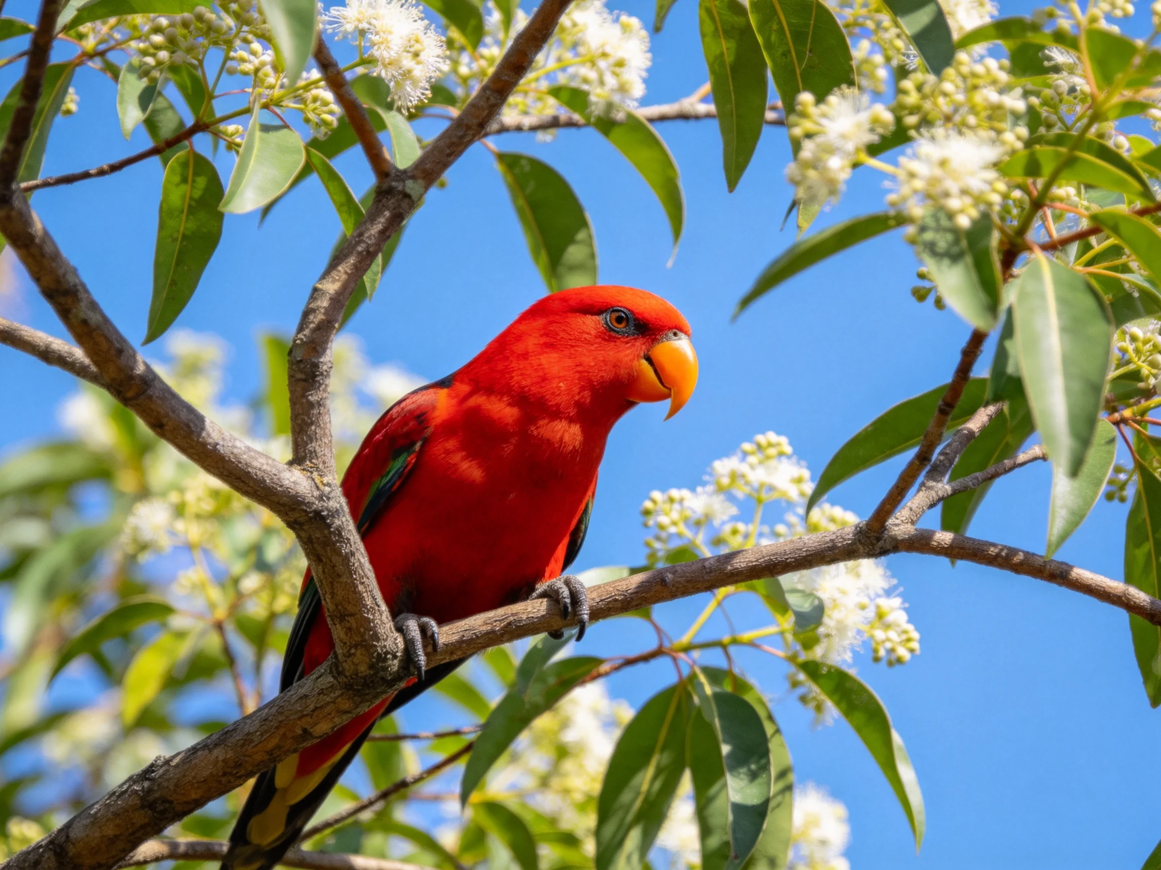 A vibrant red parrot perches on a flowering tree branch