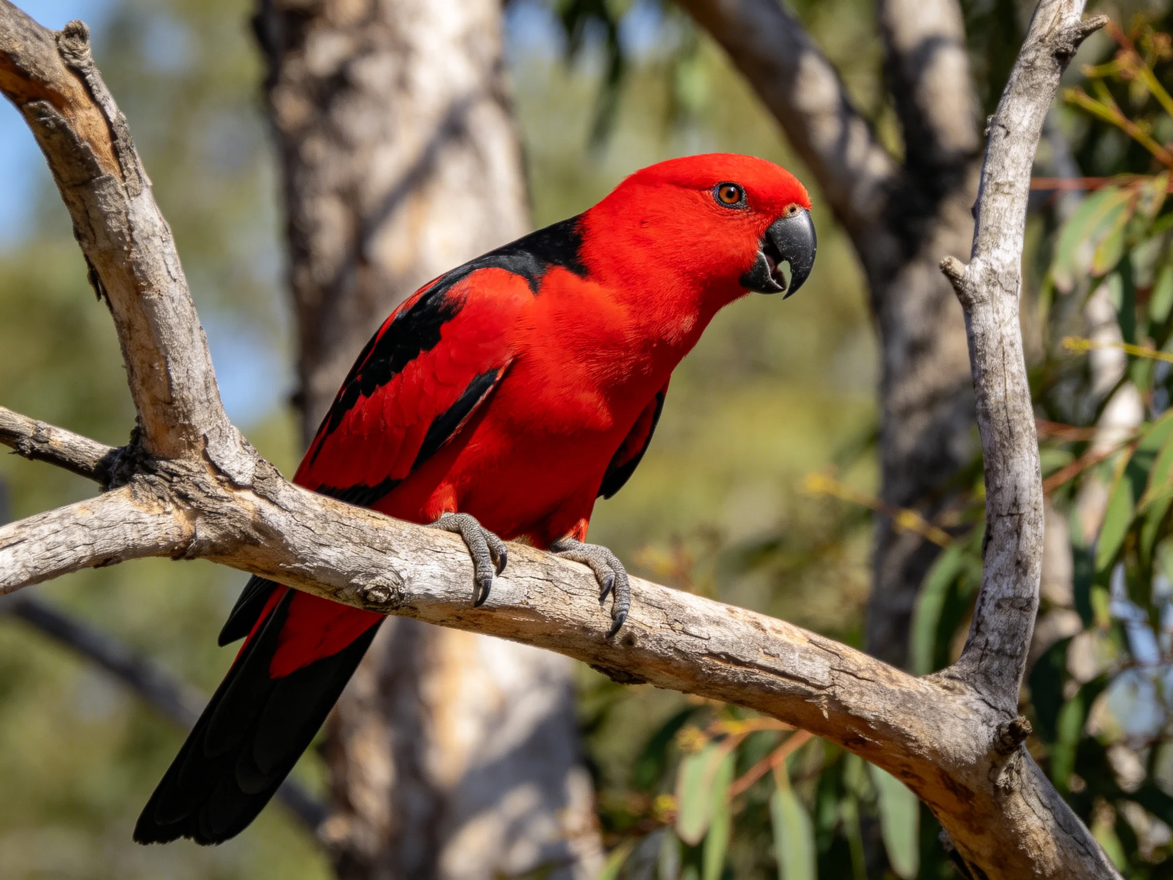 A vibrant red parrot with black wing patches perched on a tree branch
