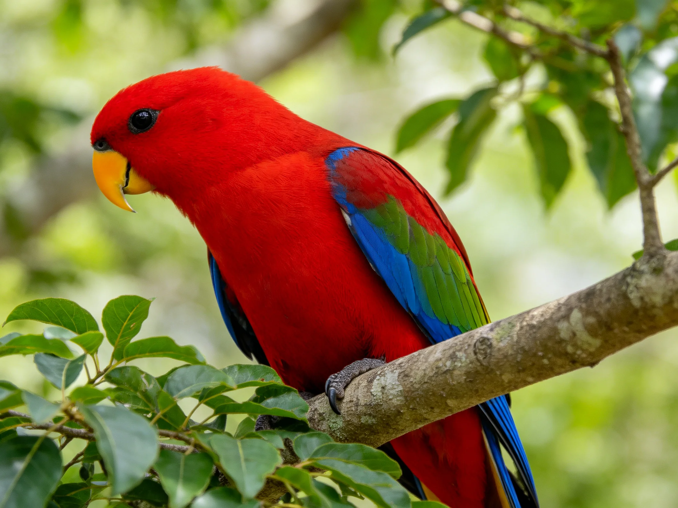 A vibrant red parrot with blue-green wings perches on a tree branch