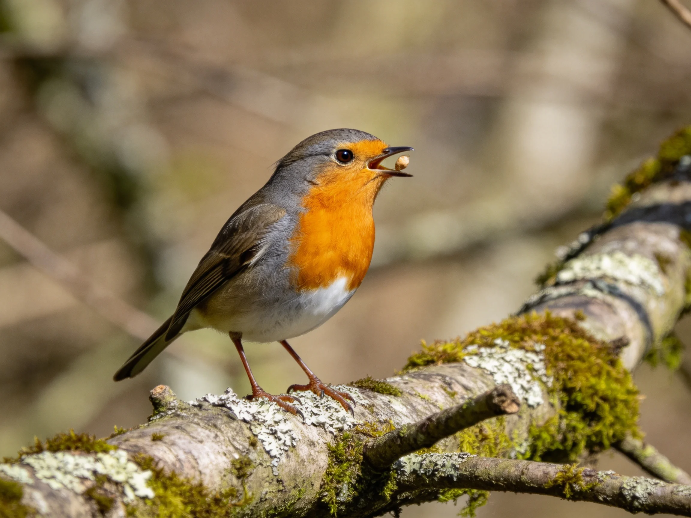 A vibrant robin perched on a moss-covered branch