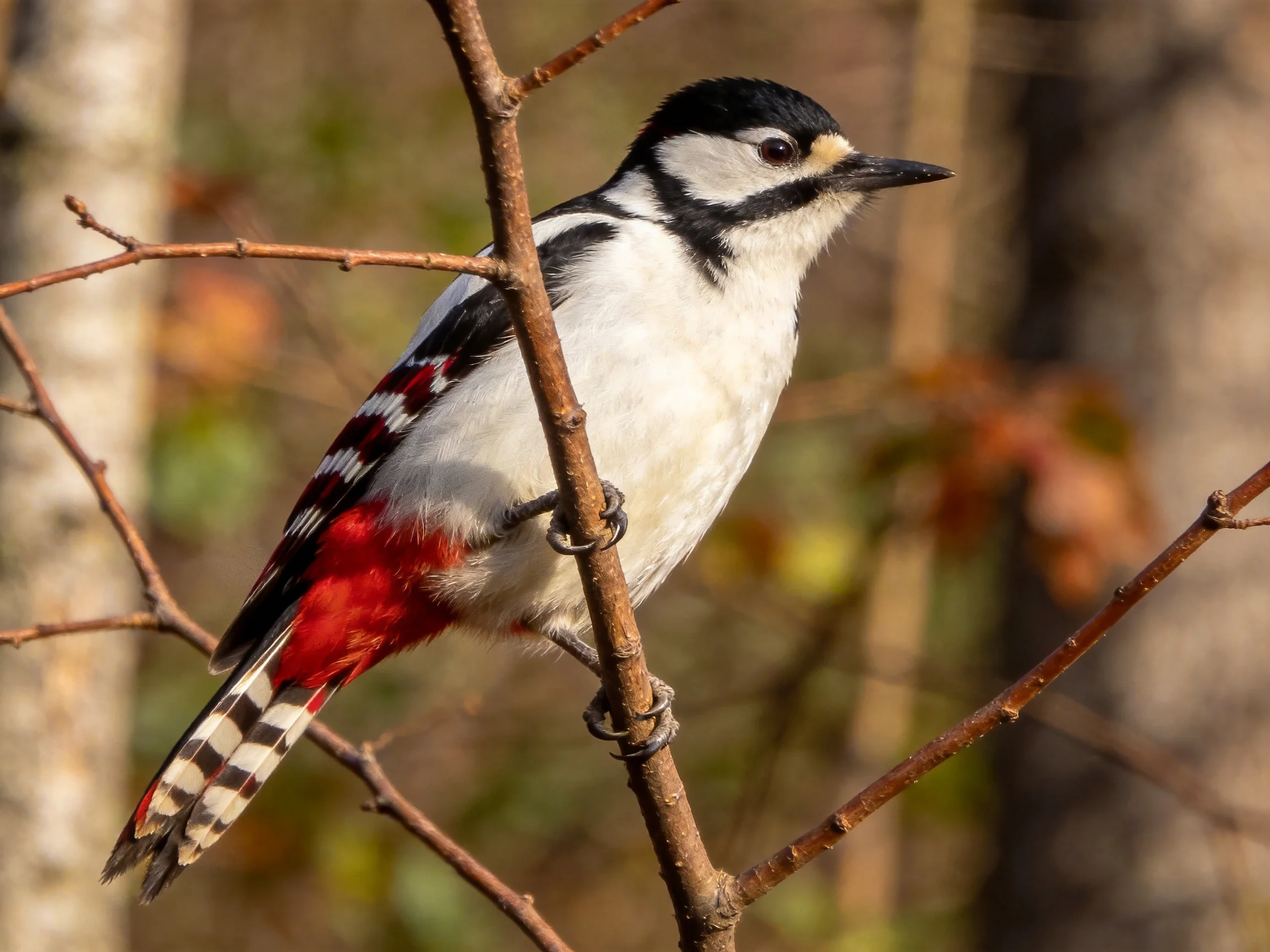 A vibrant woodpecker with black, white, and red plumage perched on a branch