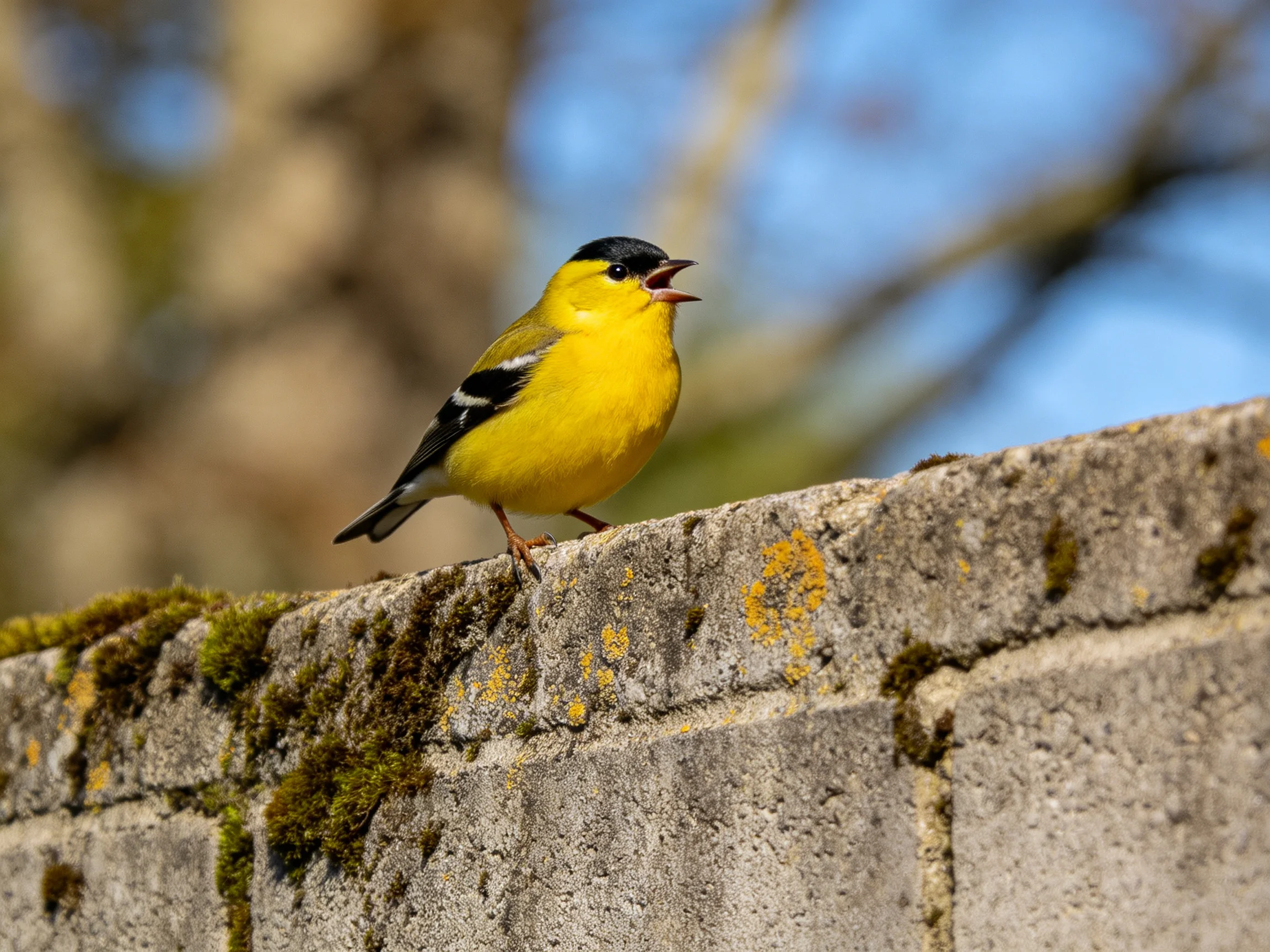 A vibrant yellow bird perches on a moss-covered stone wall
