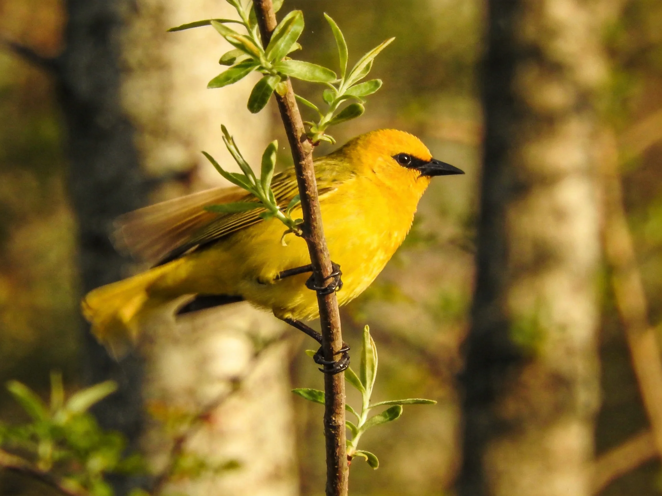 A vibrant yellow bird rests on a slender tree branch
