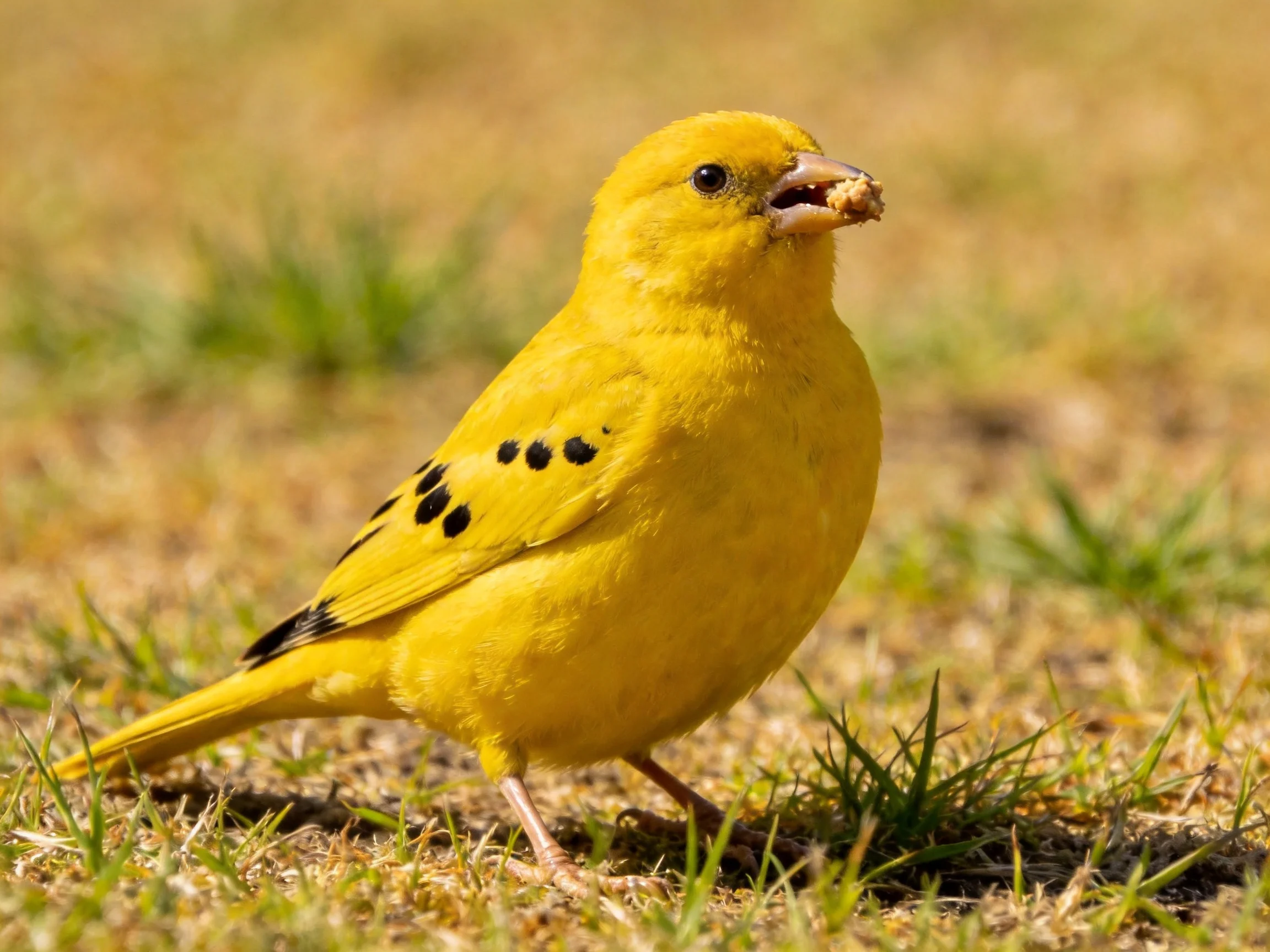 A bright yellow bird with black markings stands on dry grass