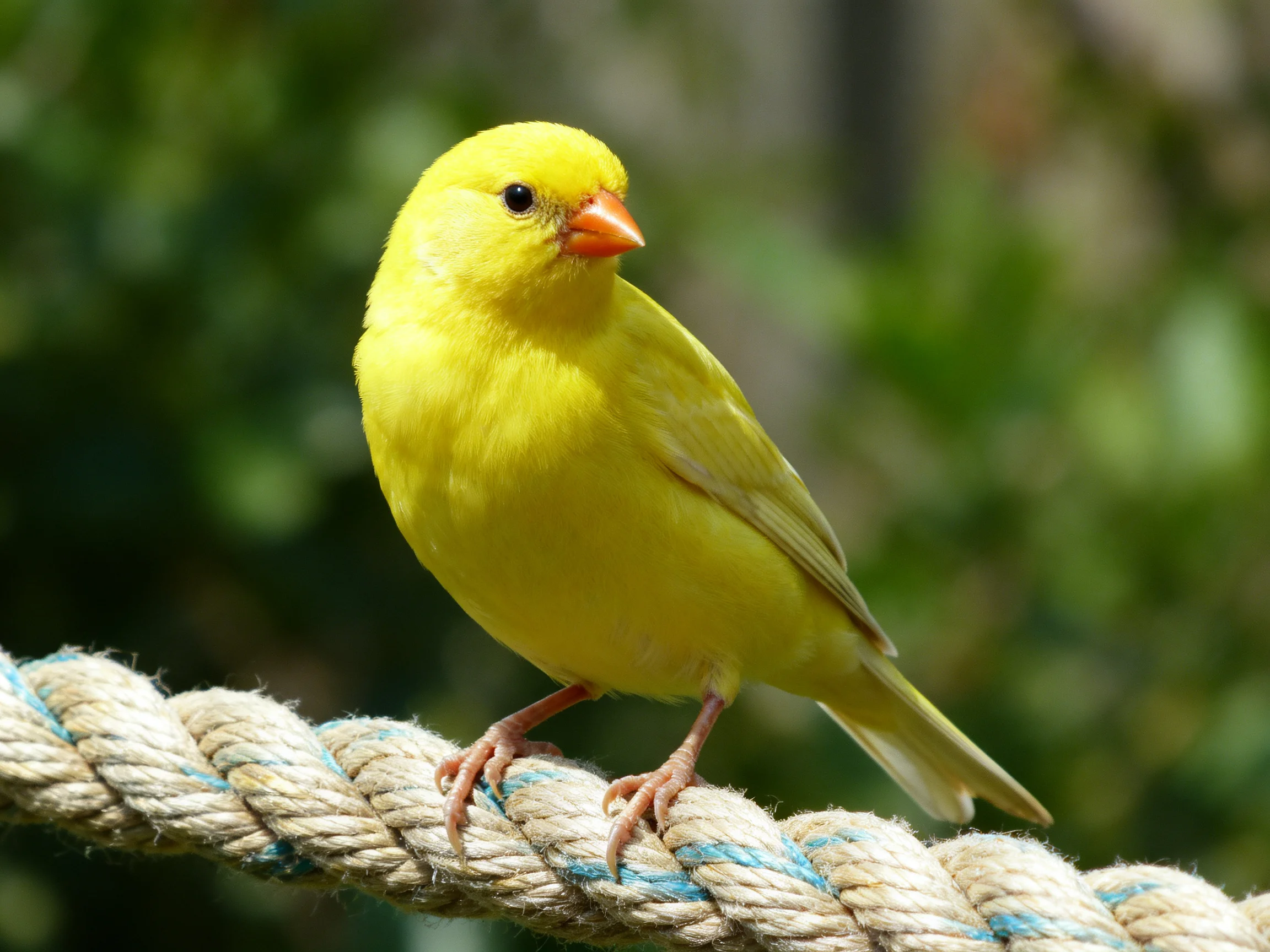 A vibrant yellow canary perched on a thick braided rope