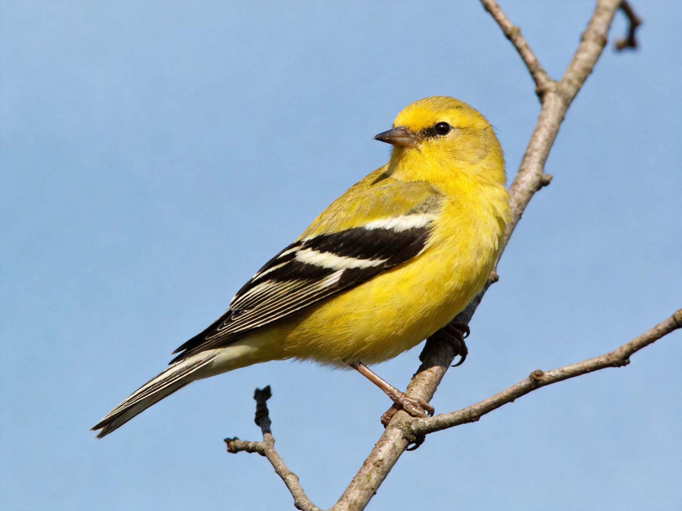 A yellow finch with black and white wings rests on a thin branch.