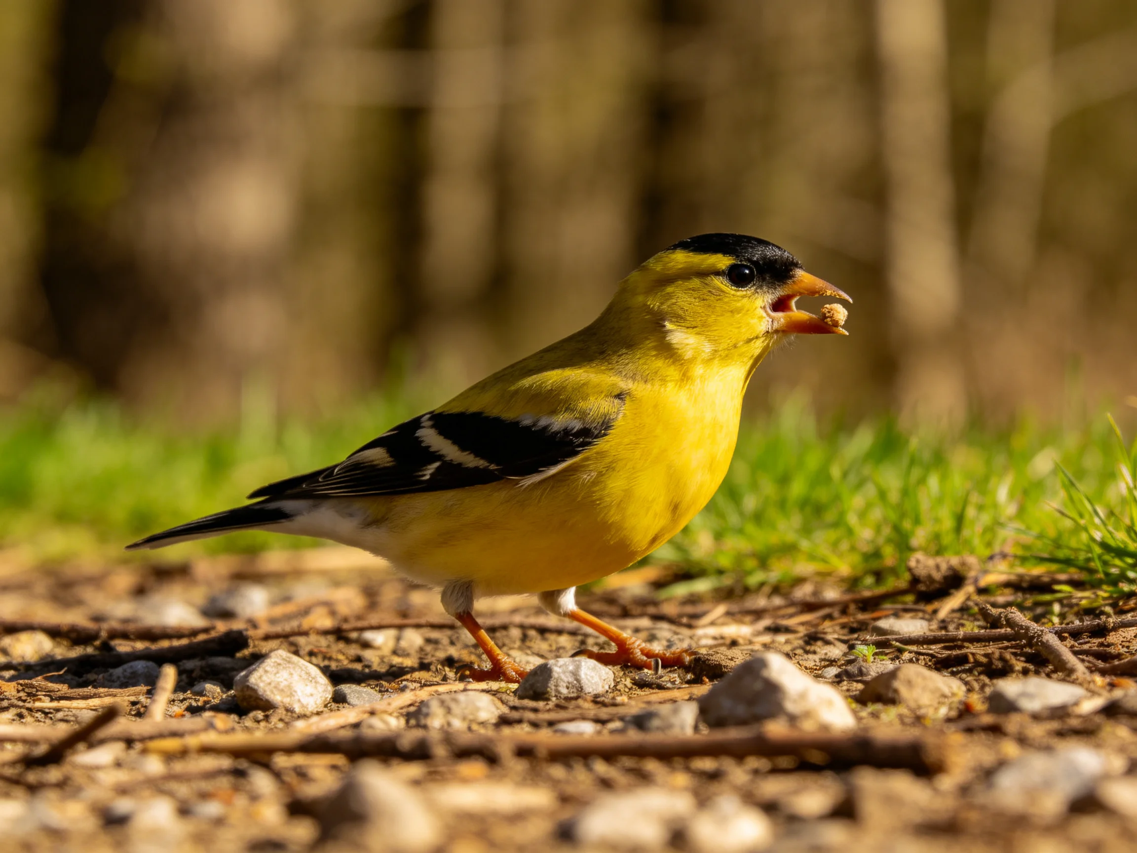 A colorful finch explores a rocky, grassy outdoor area.