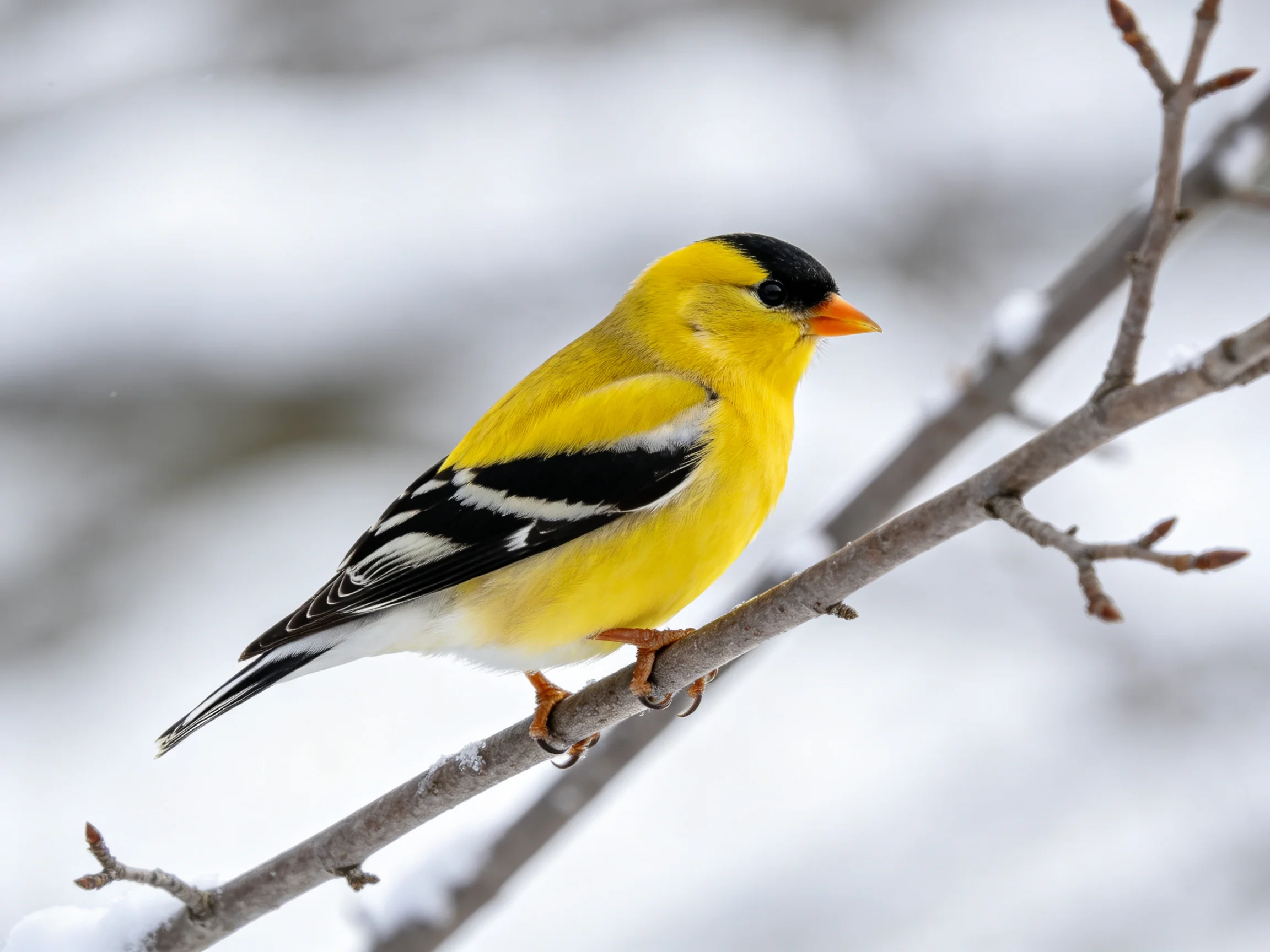 A vibrant yellow goldfinch perches on a frosty winter branch