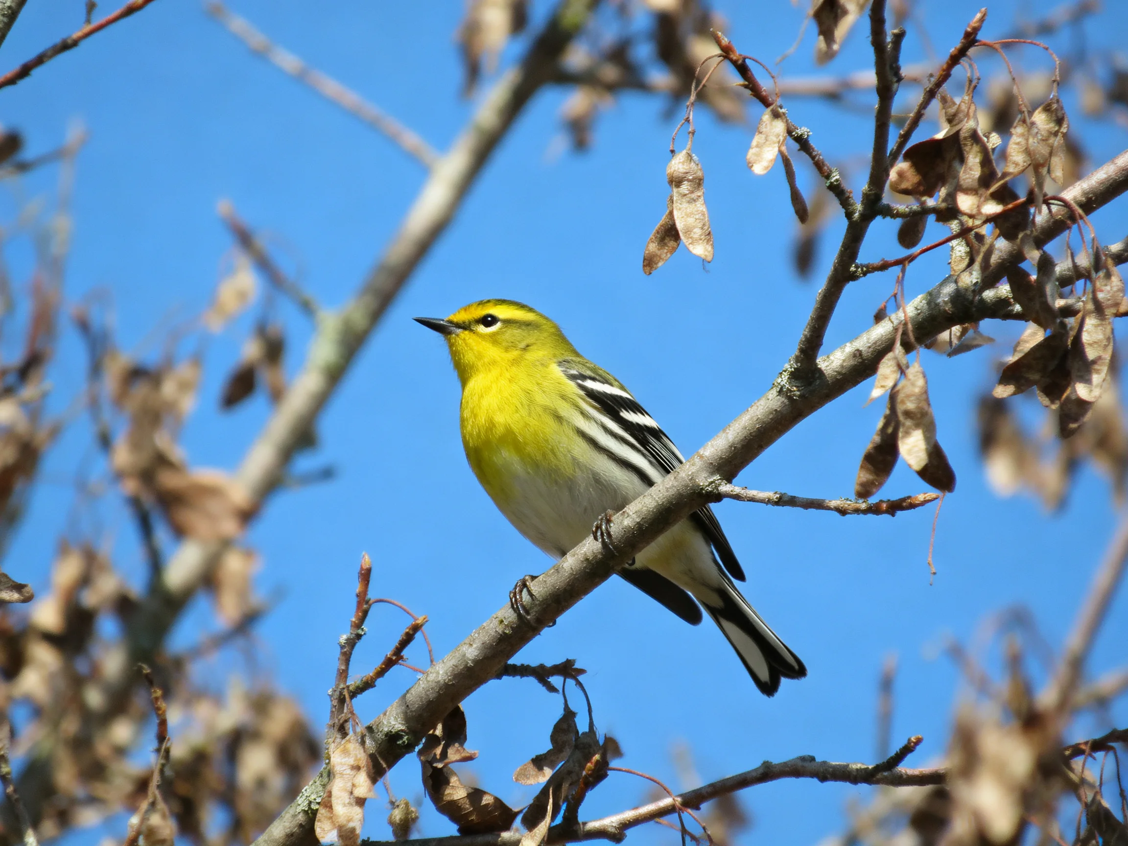 A vibrant yellow warbler perched on a branch with dried foliage
