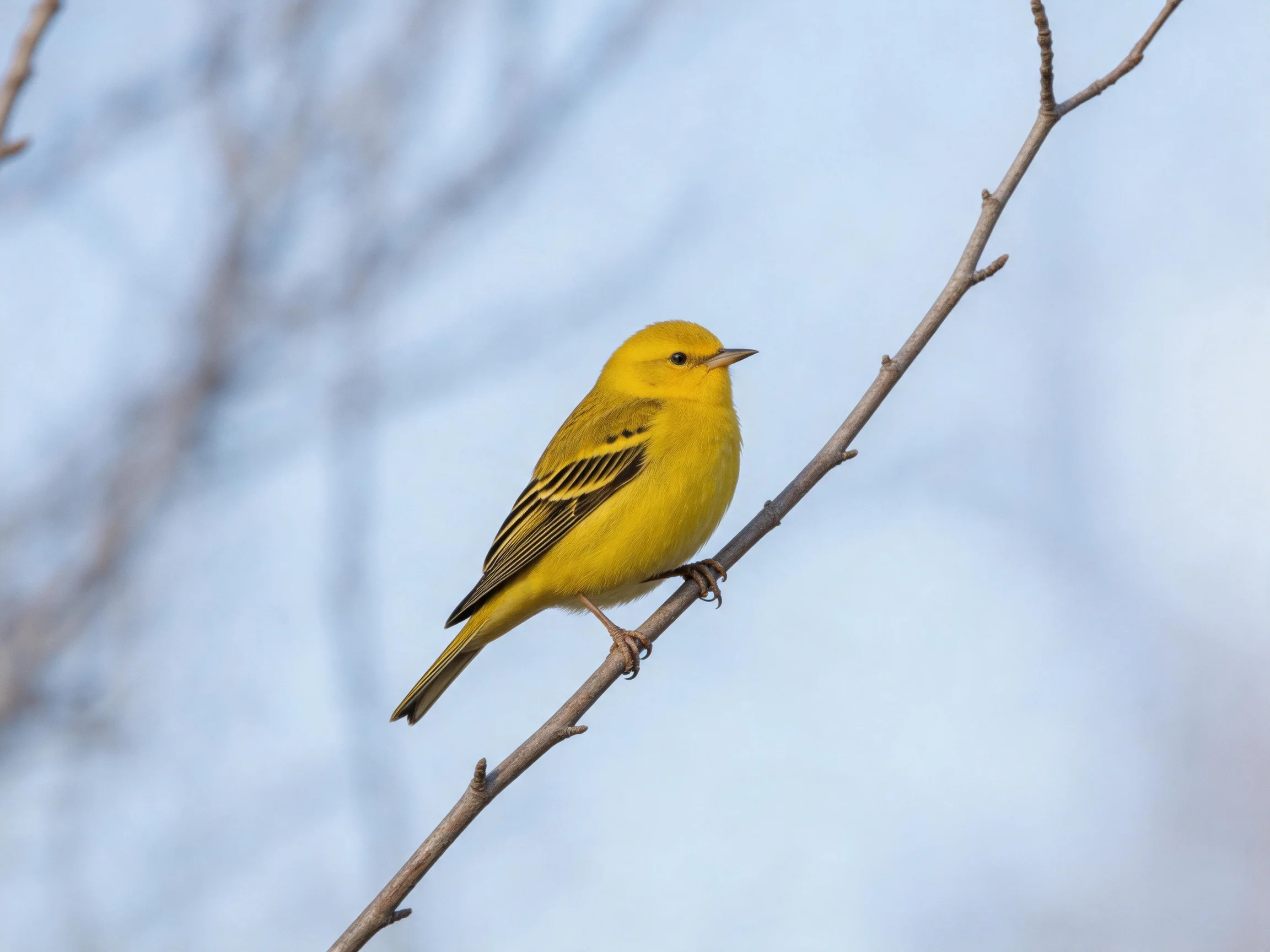 A vibrant yellow warbler perched on a slender tree branch